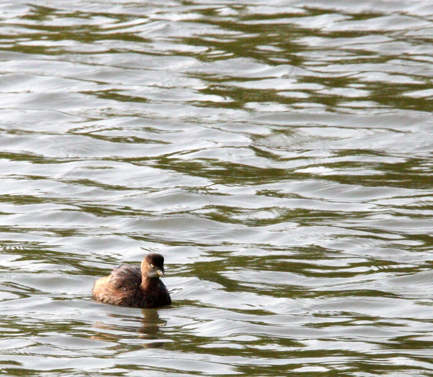 Little Grebe (Tachybaptus ruficollis) Pudong Botanical Gardens Shanghai China (7).JPG