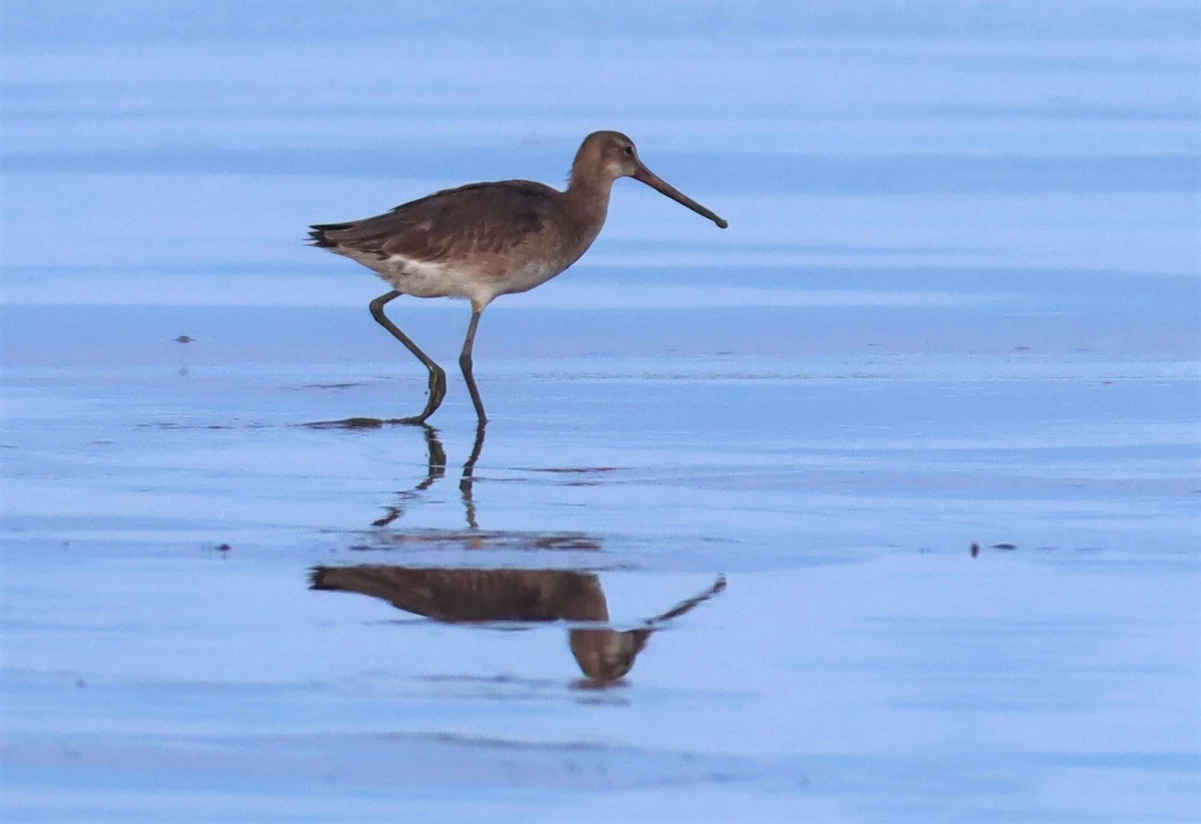 GODWIT - BLACK-TAILED GODWITS - Limosa limosa - Mangrove Forest Research Center Samut Sakorn (9).jpg