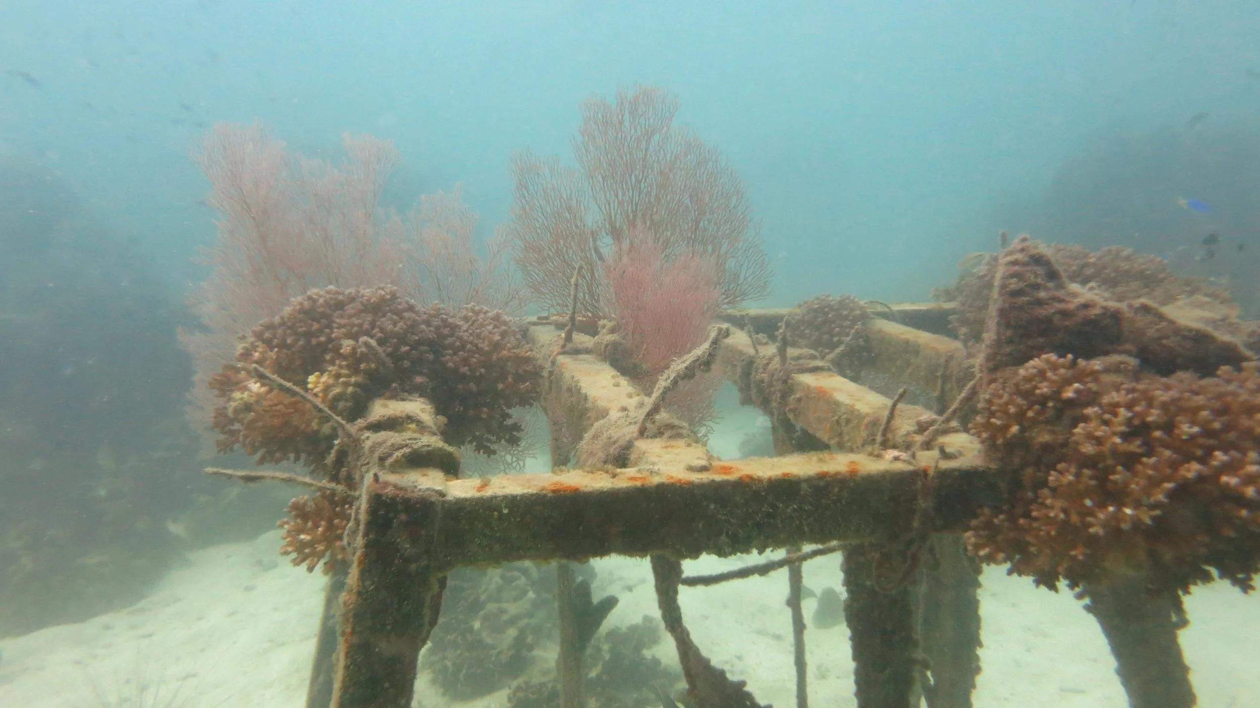 2016 BPS Satthahip Dive Trip with Marine Conservation Club (40).JPG