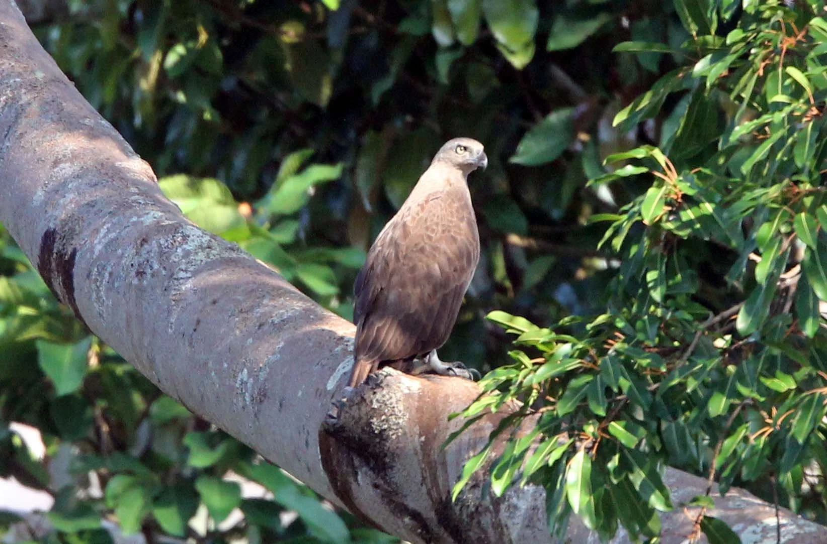 Haliaeetus humilis - LESSER FISH EAGLE - KHAO SOK NATIONAL PARK (3).JPG