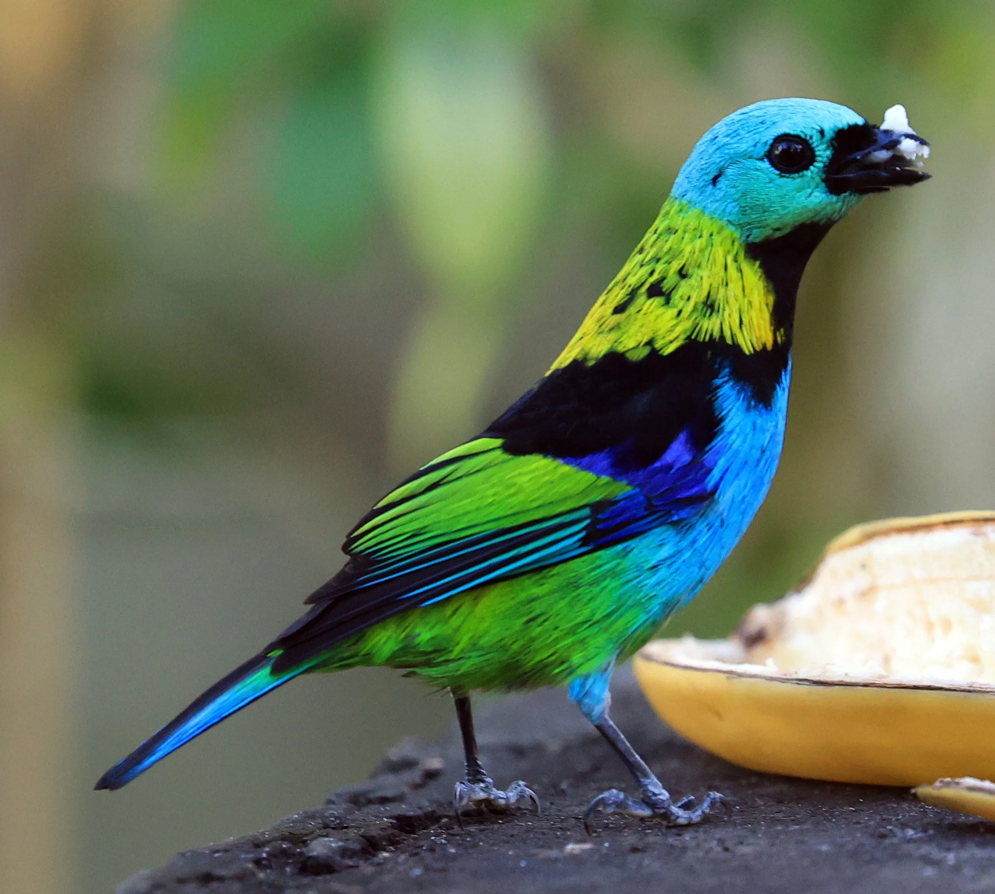 Green-headed Tanager (Tangara seledon)  Superagui National Park, Brazil (244).jpg