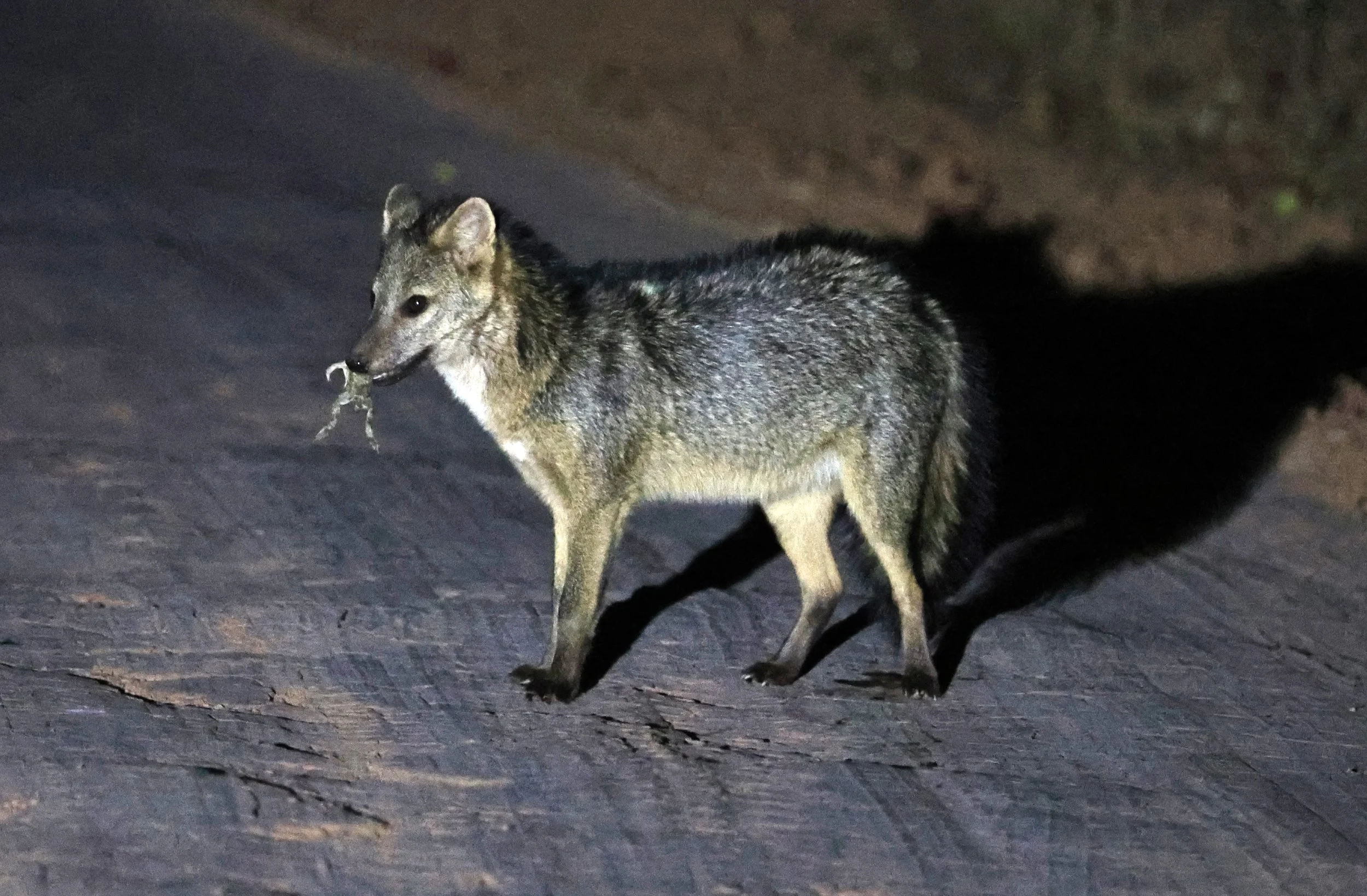 Crab-eating Fox (Cerdocyon thous) Agua Dulce Paraguay (26).jpg