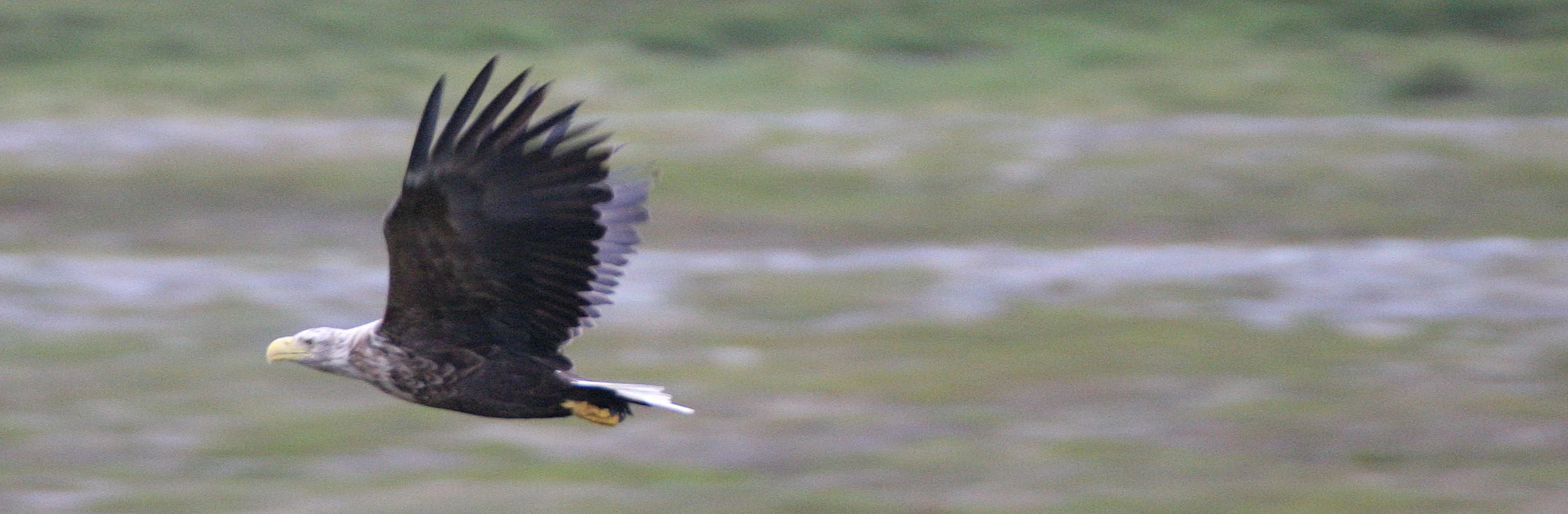 Haliaeetus albicilla - WHITE-TAILED SEA EAGLE - HORNOYA NORWAY (11).jpg