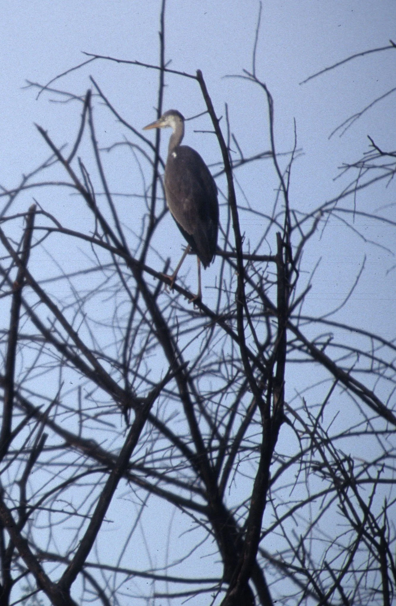BIRD - HERON - PURPLE HERON - KALEODEO NP INDIA.jpg
