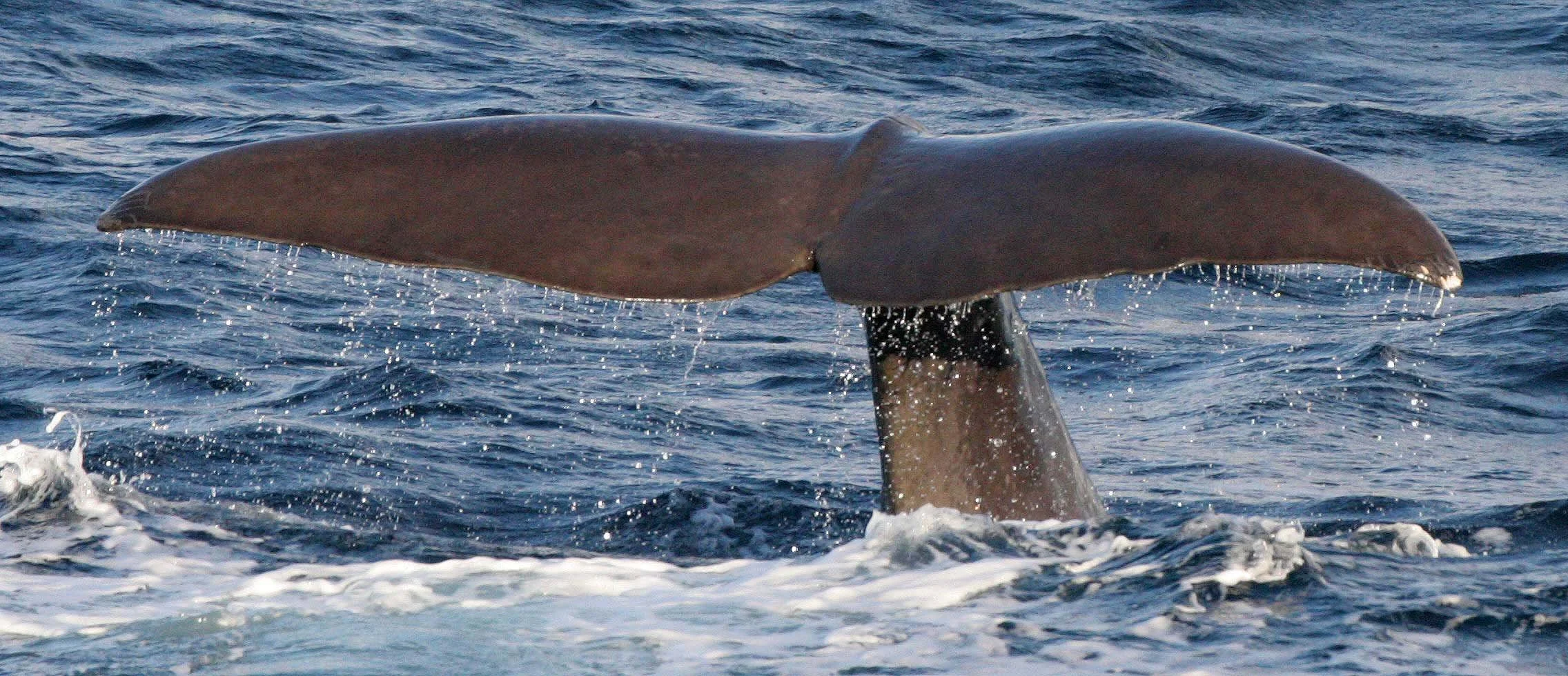 CETACEAN - WHALE - SPERM WHALE OFF COAST OF TROMSO NORWAY (167).jpg