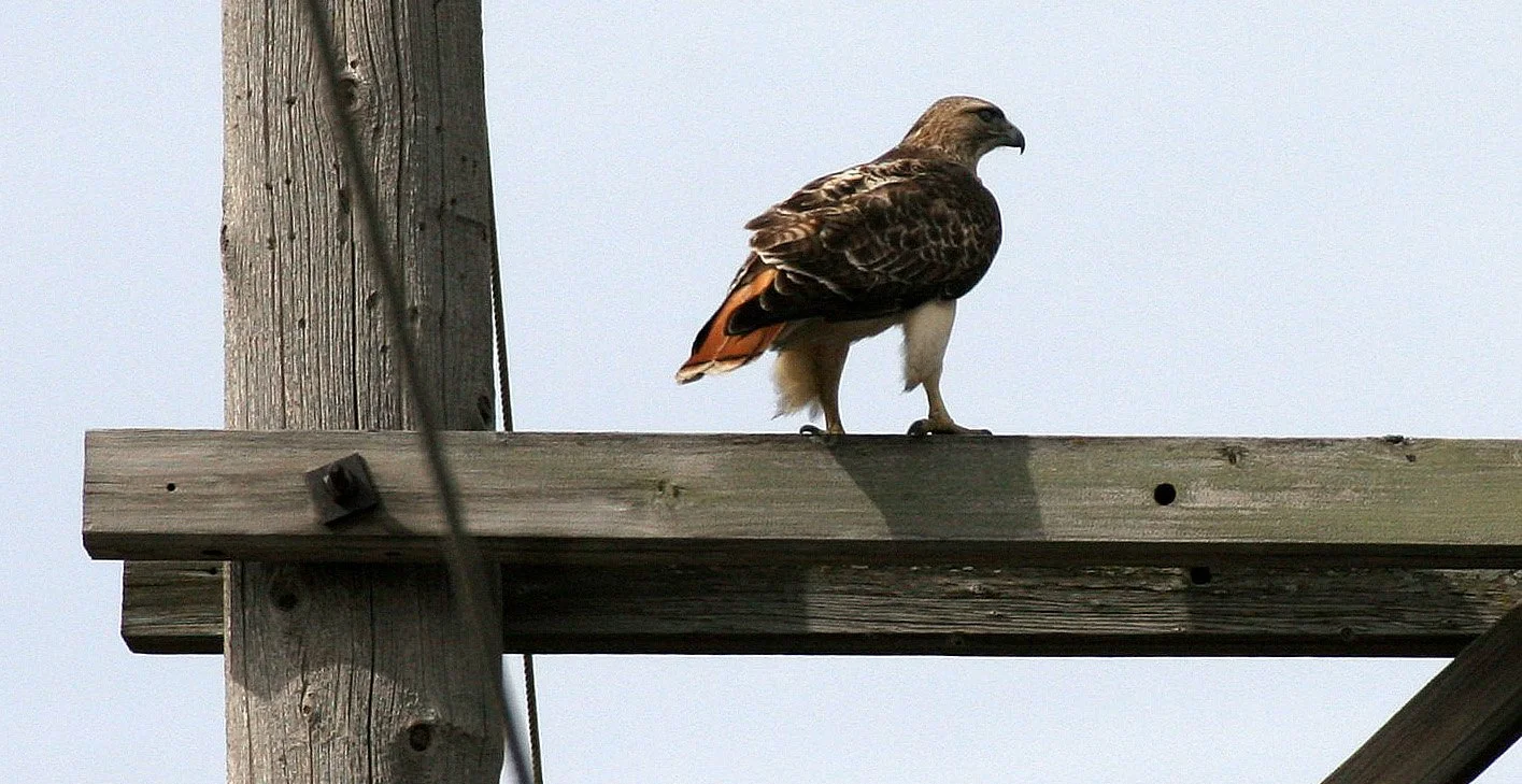 Buteo jamaicensis - RED-TAILED HAWK - WHEATON ILLINOIS (8).JPG