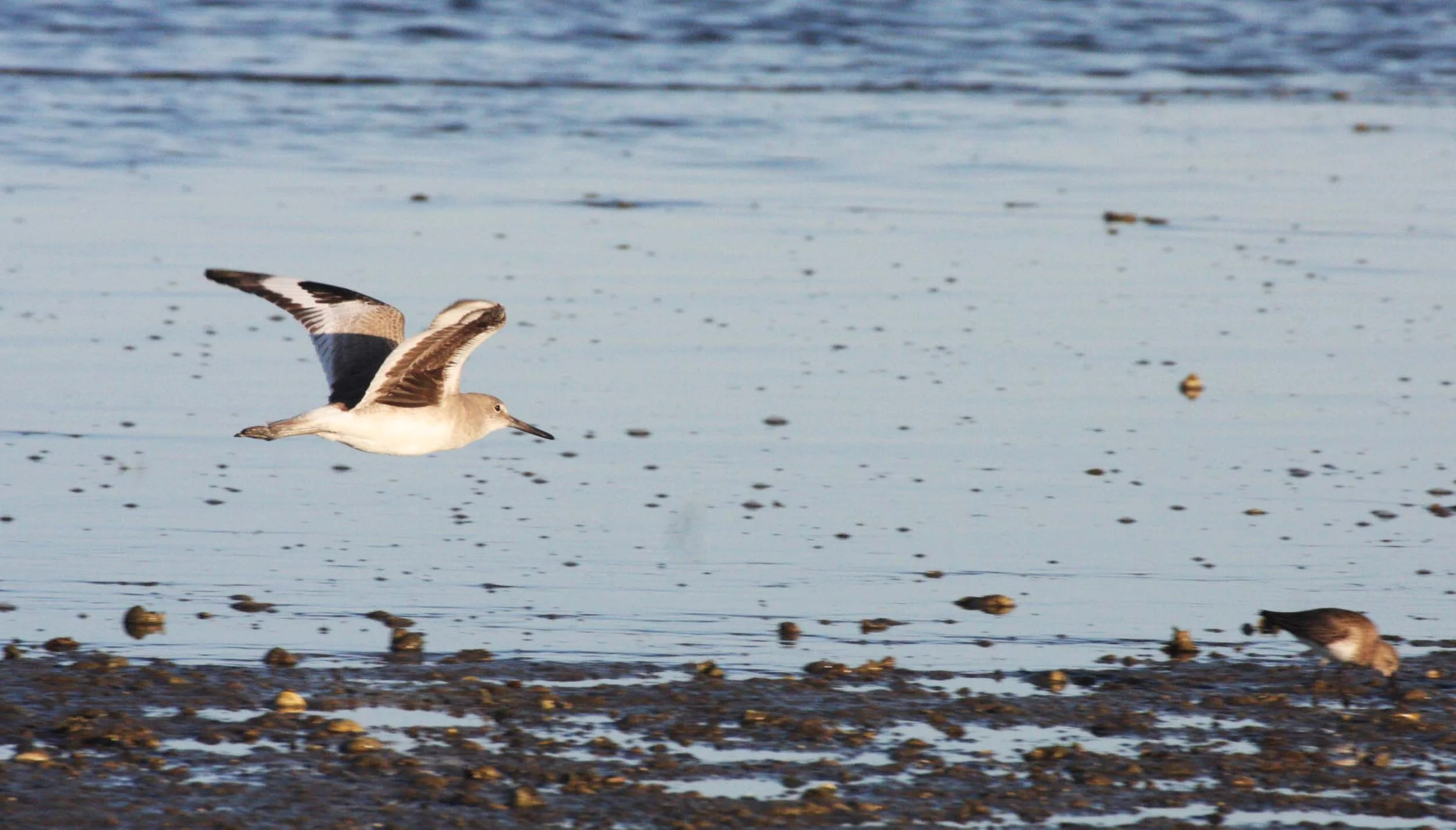 BIRD - WILLET - SAN IGNACIO LAGOON BAJA MEXICO.JPG