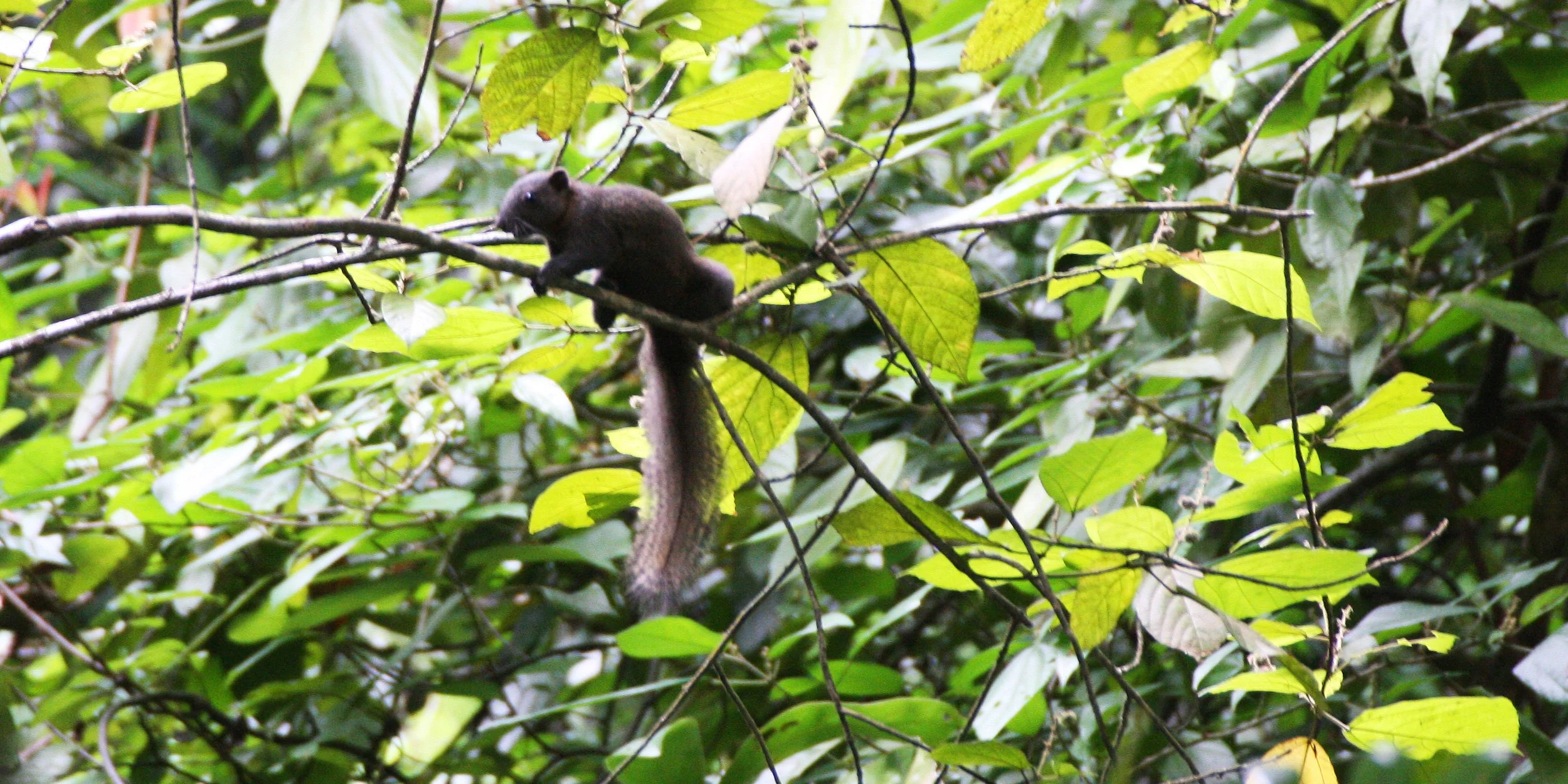 Callosciurus erythraeus - PALLAS'S SQUIRREL- KOH LANTA THAILAND (5).JPG
