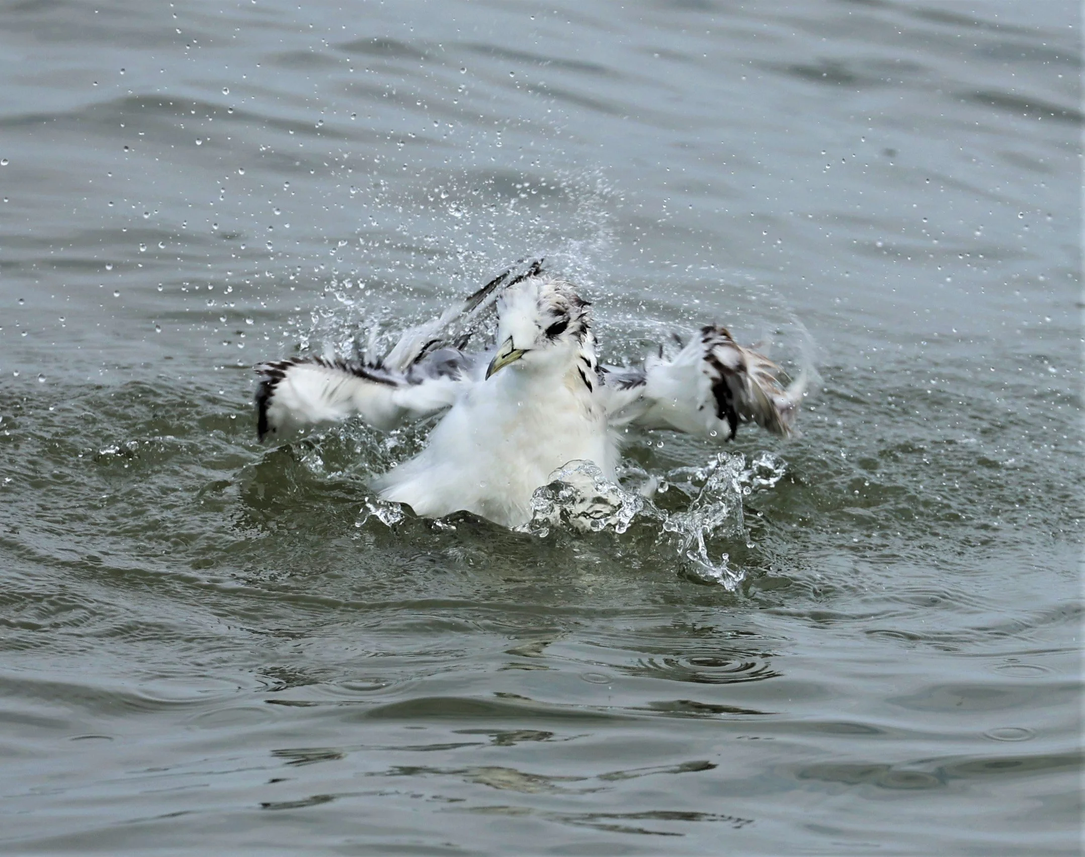KITTIWAKE - BLACK-LEGGED KITTIWAKE - Rissa tridactyla - GULF OF SIAM OFF BANGKOK & SAMUT SAKHORN FEB 05 2022 (57).jpg