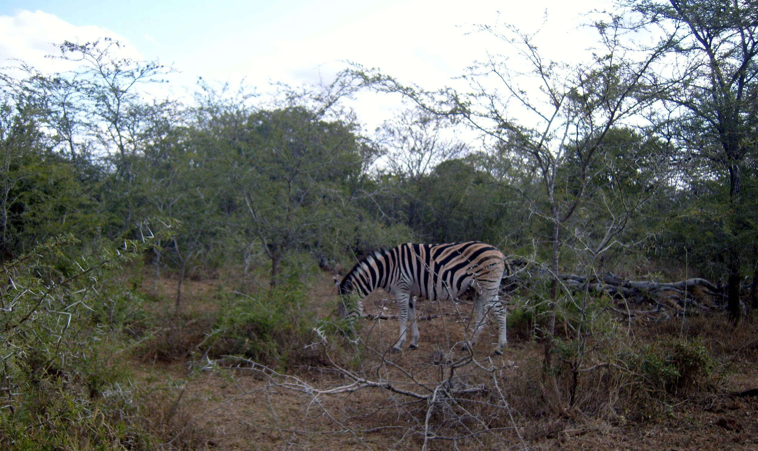 2009-6-18 COKIE'S IMAGES - MADAGASCAR AND AFRICA (18).JPG