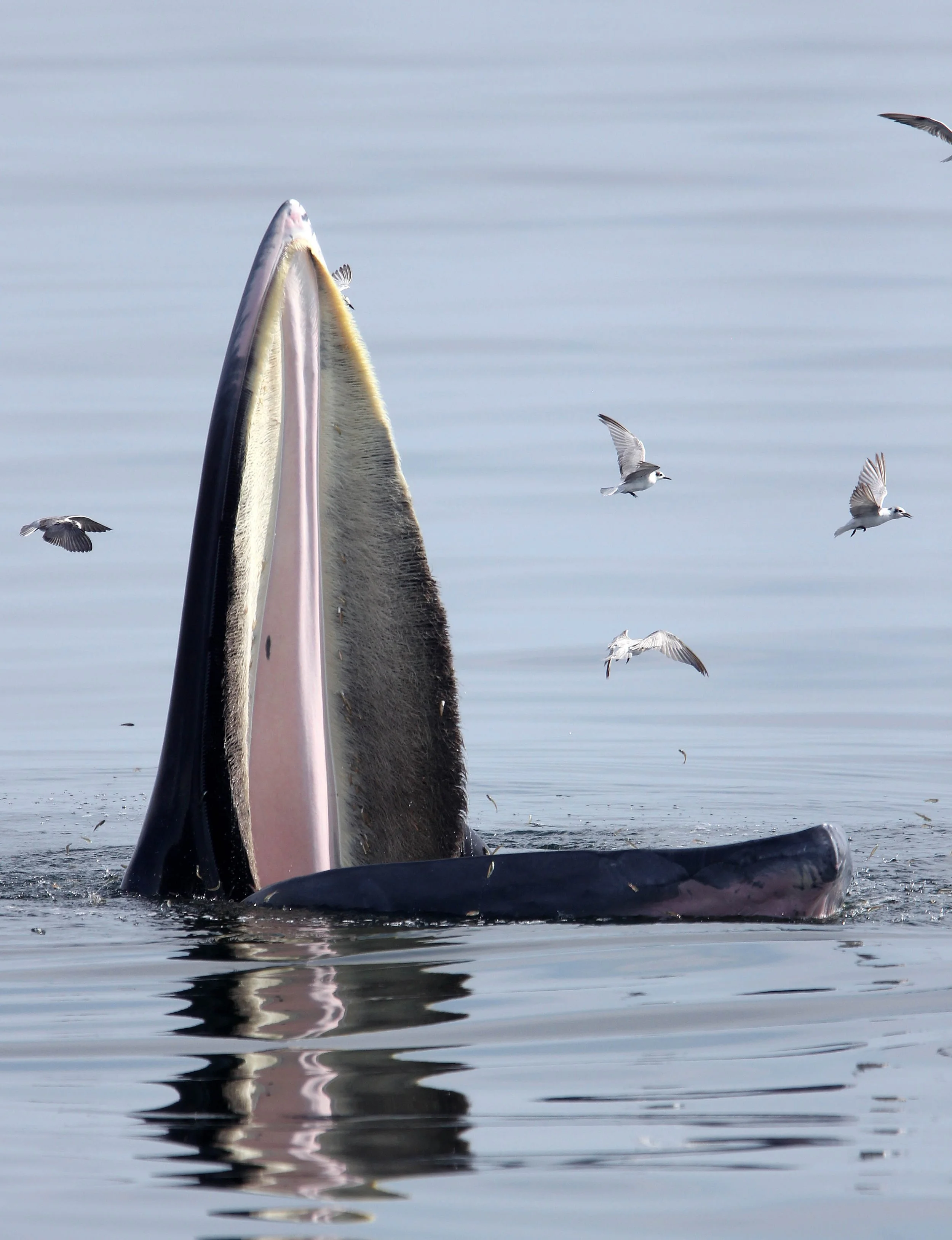 Balaenoptera brydei edeni - EDEN'S (BRYDE'S) WHALE - NEAR PETCHABURI LAUNCH FROM BAN PAK KHLONG PRAMONG THAILAND (82).JPG
