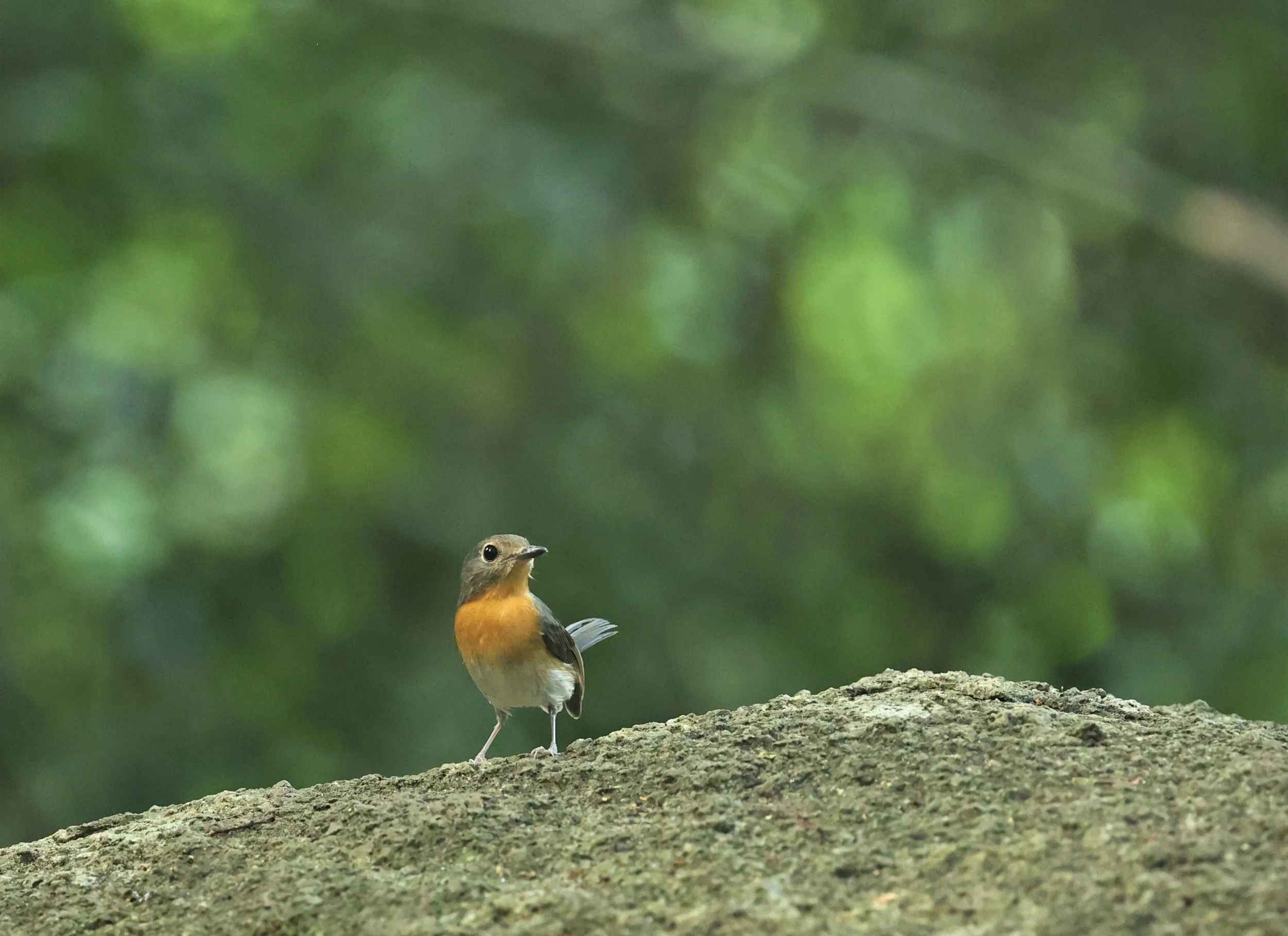 FLYCATCHER - INDOCHINESE BLUE-FLYCATCHER - Cyornis sumatrensis - WAT THAM PRATHUM CHONBURI OCT 2022 (5).jpg