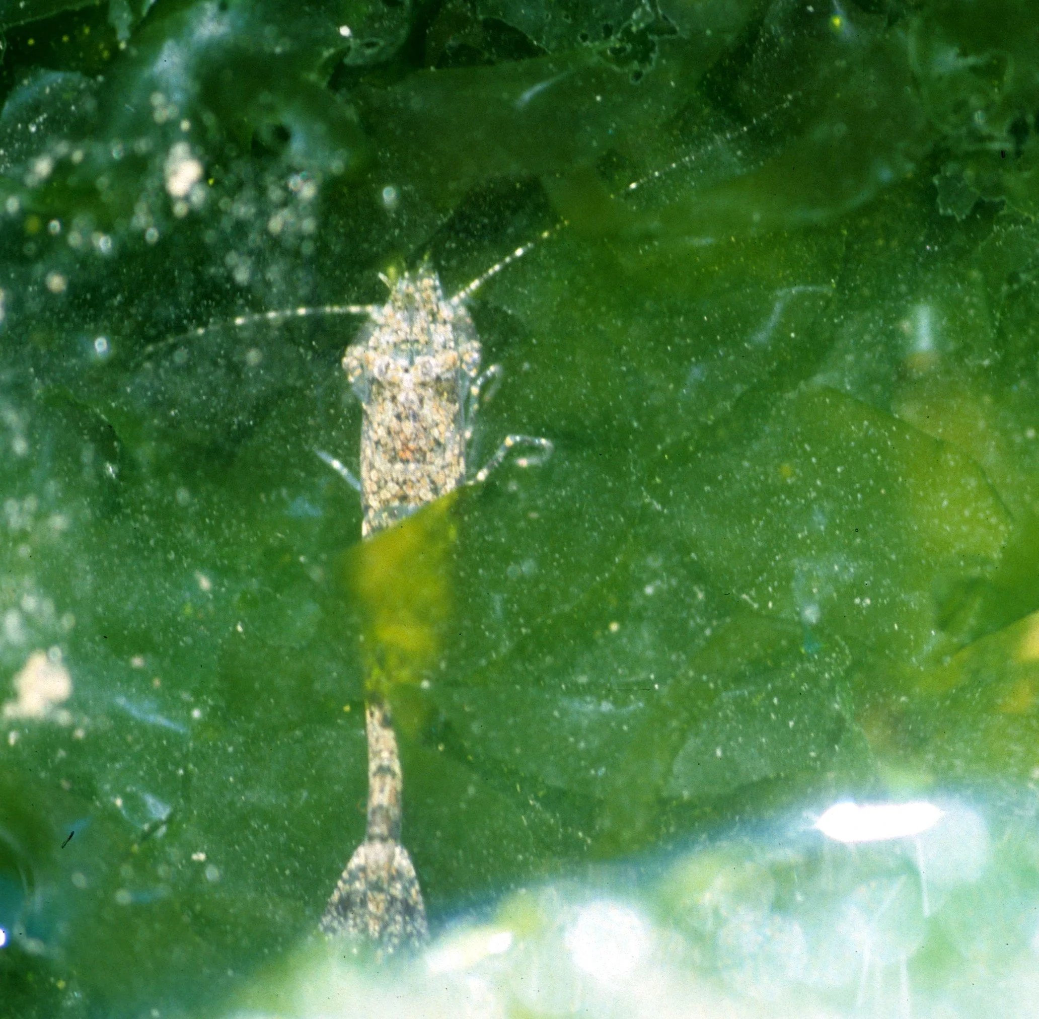 INVERTS - INTERTIDAL - ARTHROPOD - FAIRY SHRIMP - LAKE FARM KELP BEDS.jpg