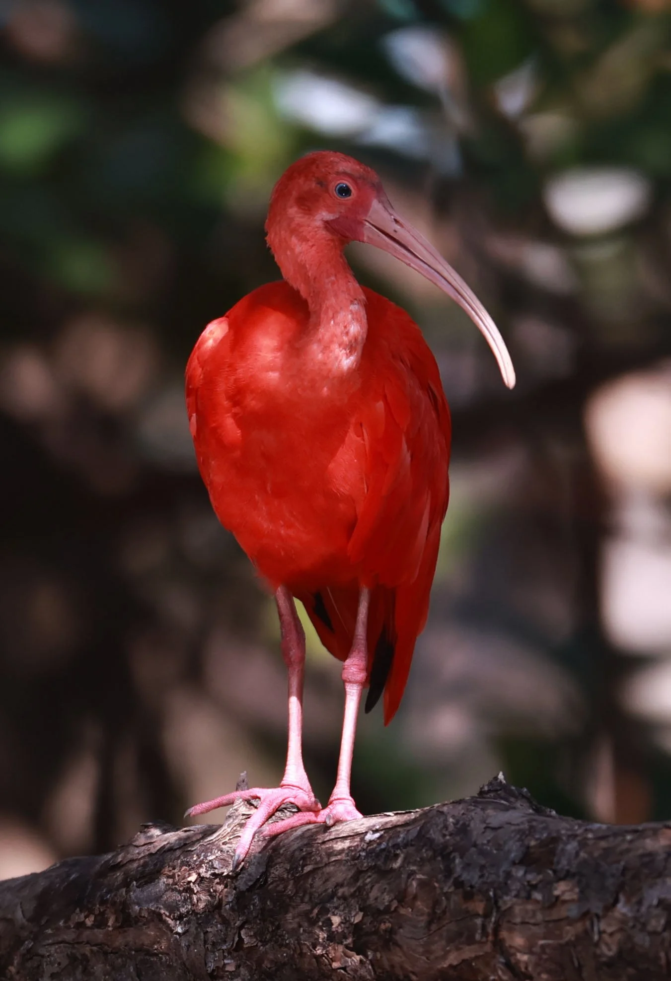 Ibis - Scarlet Ibis - Eudocimus ruber - 29 Songkaow Cafe, Chachoengsao Thailand (380).jpg