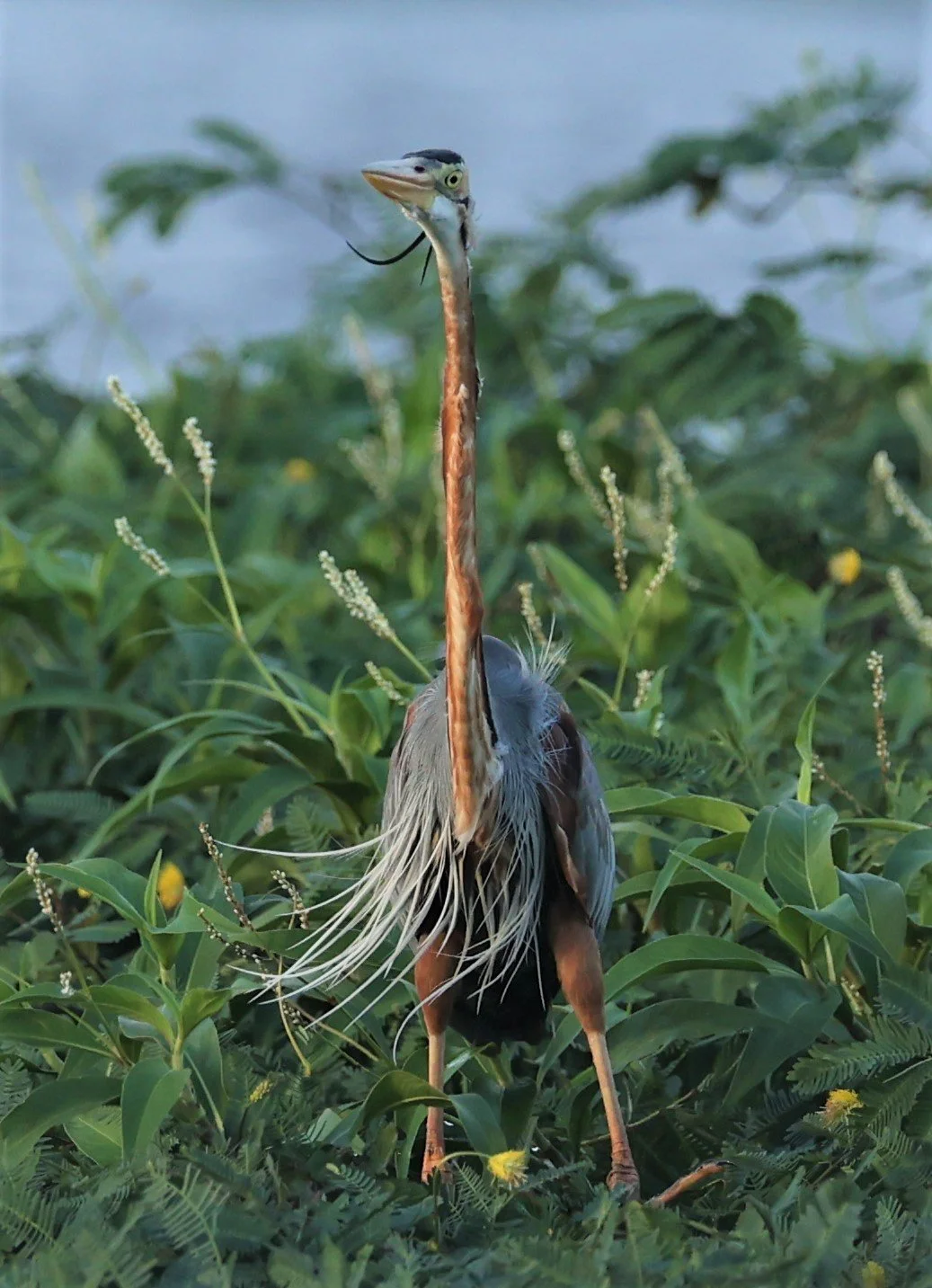 HERON - PURPLE HERON - Ardea purpurea - THALE NOI WETLANDS PATTHALUNG PROVINCE (30).jpg