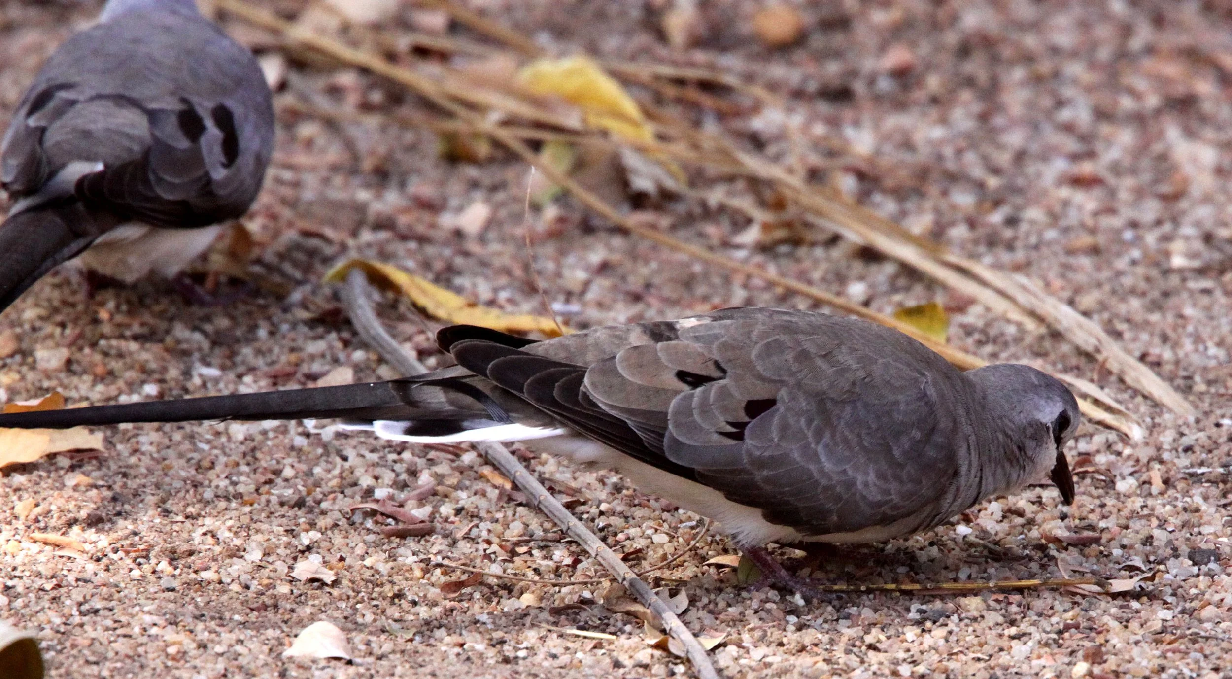 Namaqua Dove (Oena capensis) Kirindy NP Madagascar (6).JPG