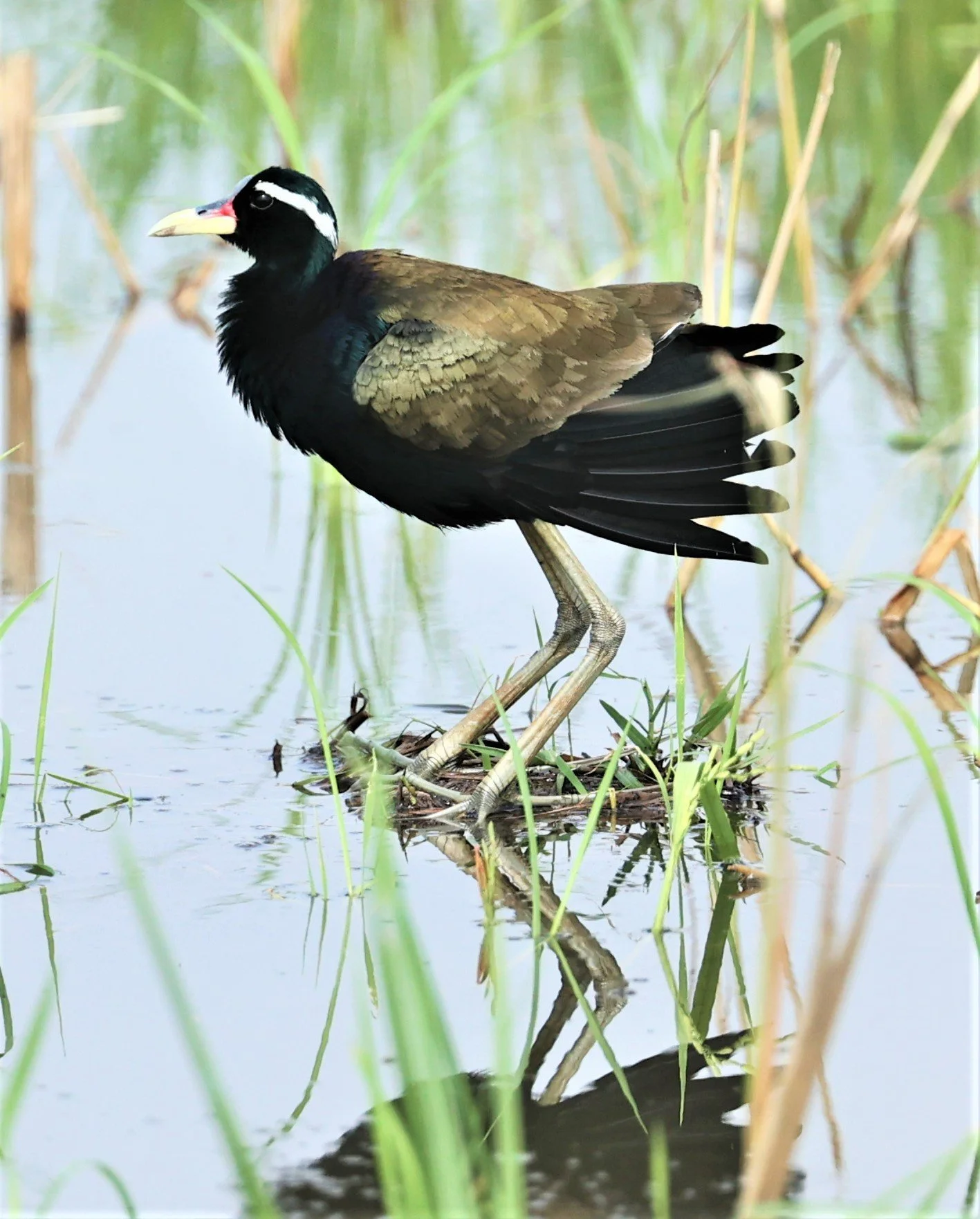 JACANA - BRONZE-WINGED JACANA - Metopidius indicus - PATHUM THANI RICE RESEARCH CENTER MAY 7 2022 (16).jpg