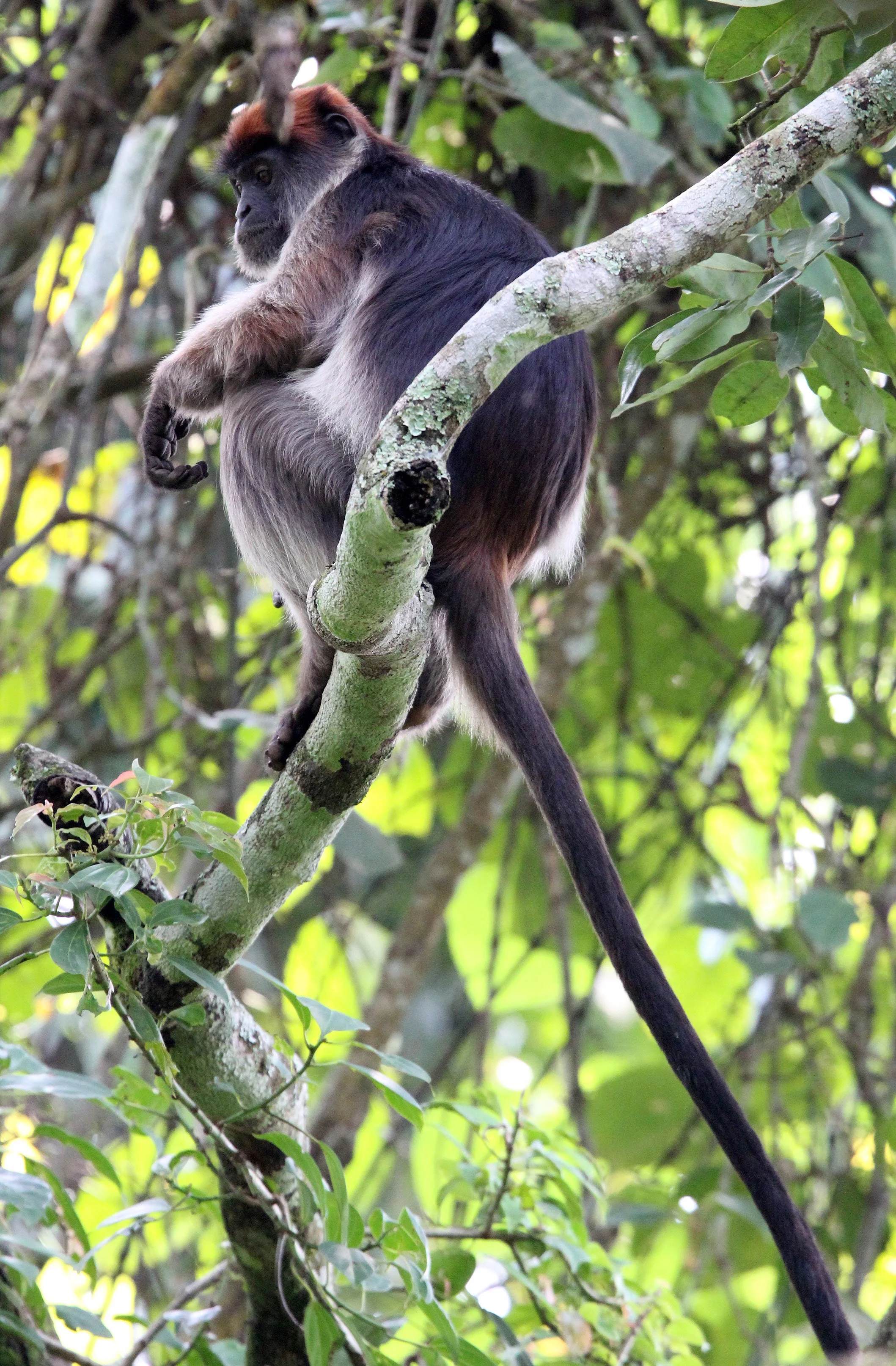 CERCOPITHECIDAE - Piliocolobus tephrosceles - ASHY RED COLOBUS - KIBALE NATIONAL PARK UGANDA BIGODI SWAMP (409).JPG