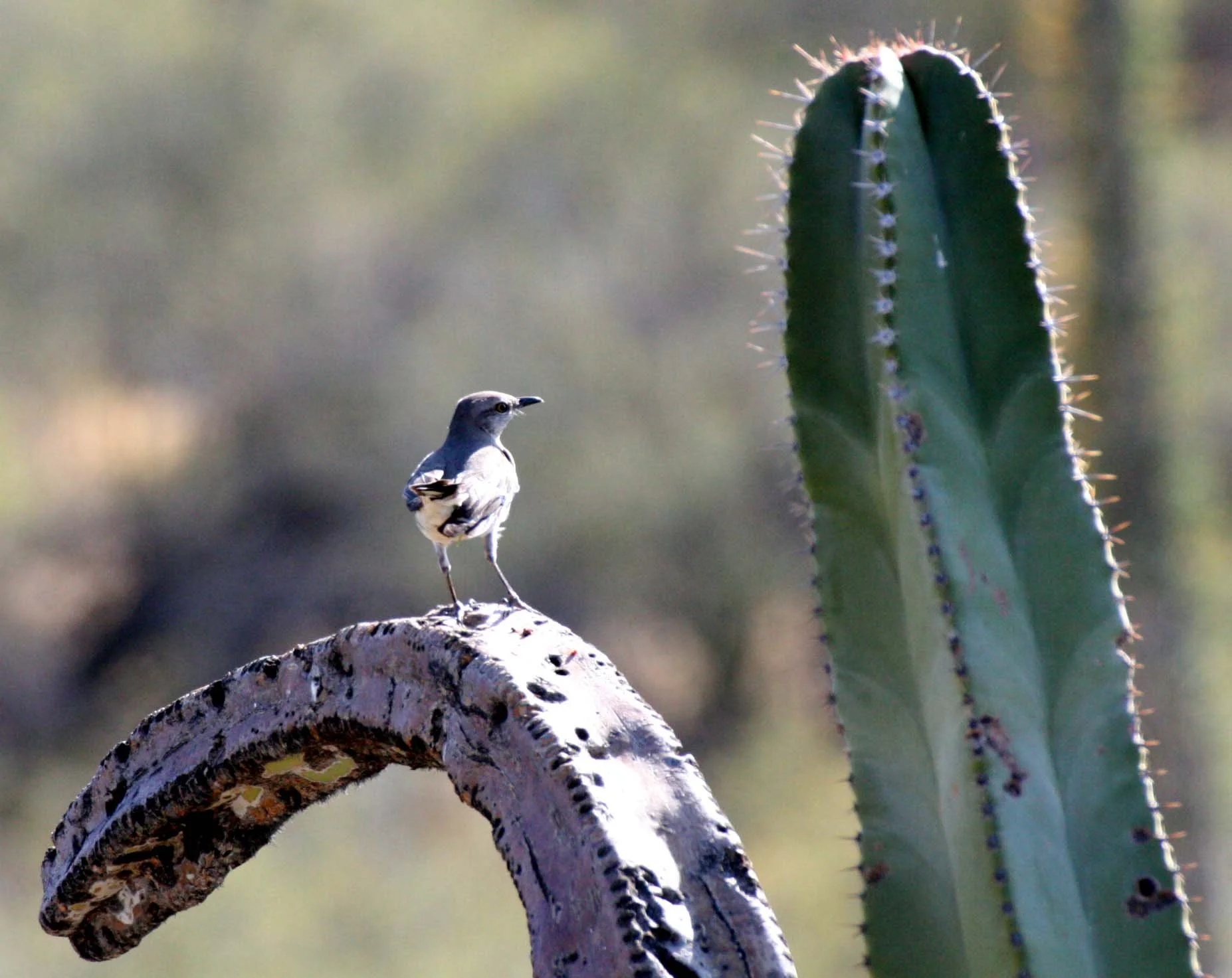 Northern Mockingbird (Mimus polyglottos) Catavina Desert Baja Mexico (6).JPG