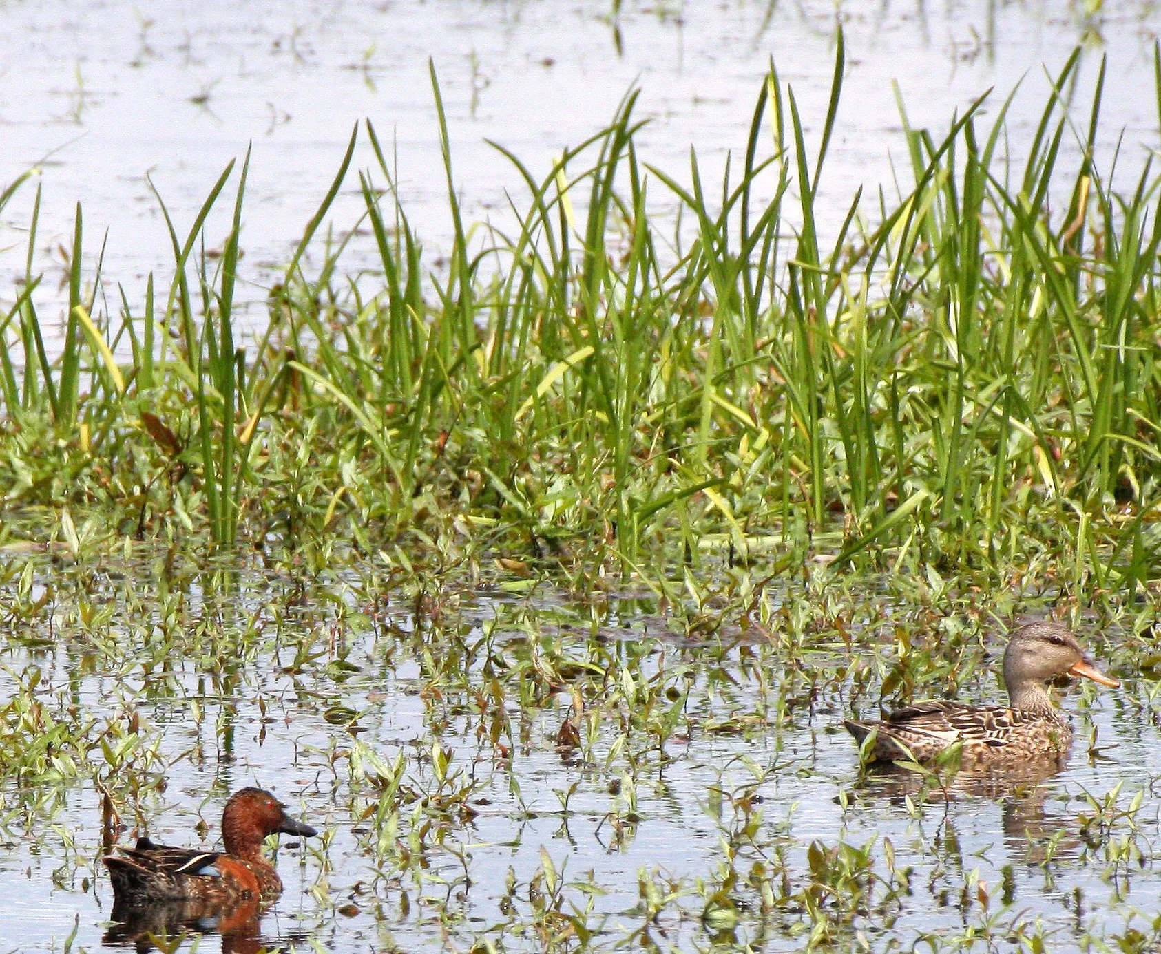BIRD - DUCK - TEAL - CINNAMON TEAL HYBRID WITH GADWALL FEMALE - RIDGEFIELD NWR (4).JPG