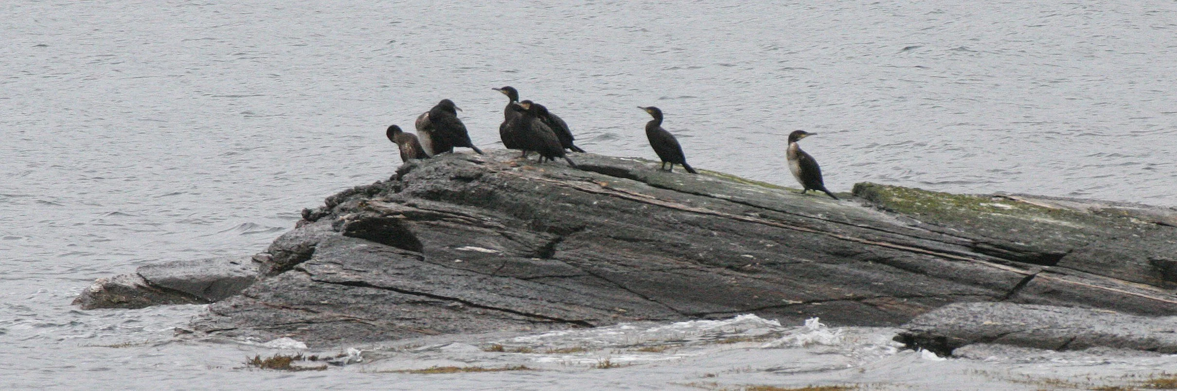 Gulosus aristotelis - European Shag - Tromso Norway (8).jpg