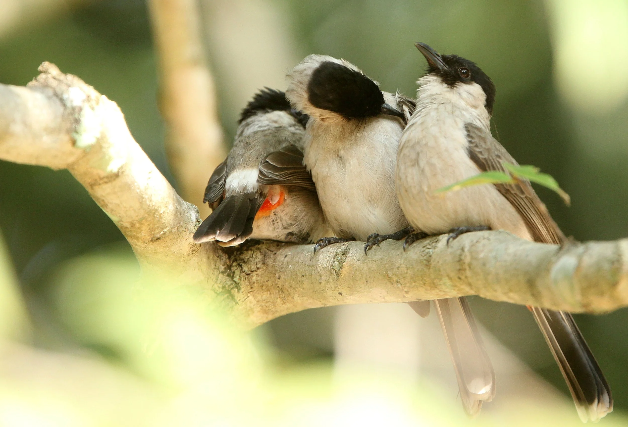 BULBUL - SOOTY-HEADED BULBUL - Pycnonotus aurigaster - HUAI KHA KHAENG NWS THAILAND (26).JPG