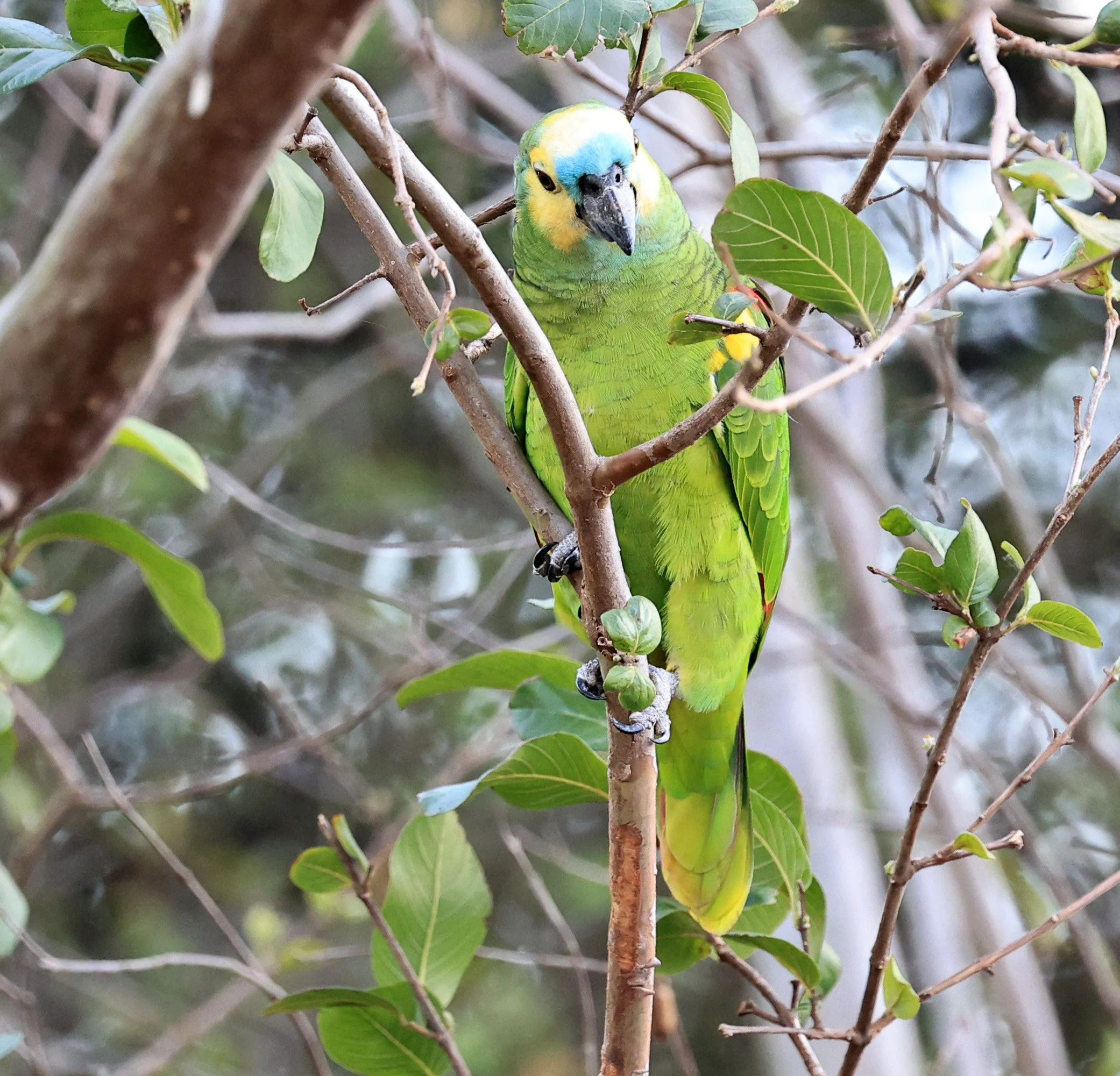 Blue-fronted Amazon (Amazona aestiva) Estancia Campo'í Paraguay (13).jpg