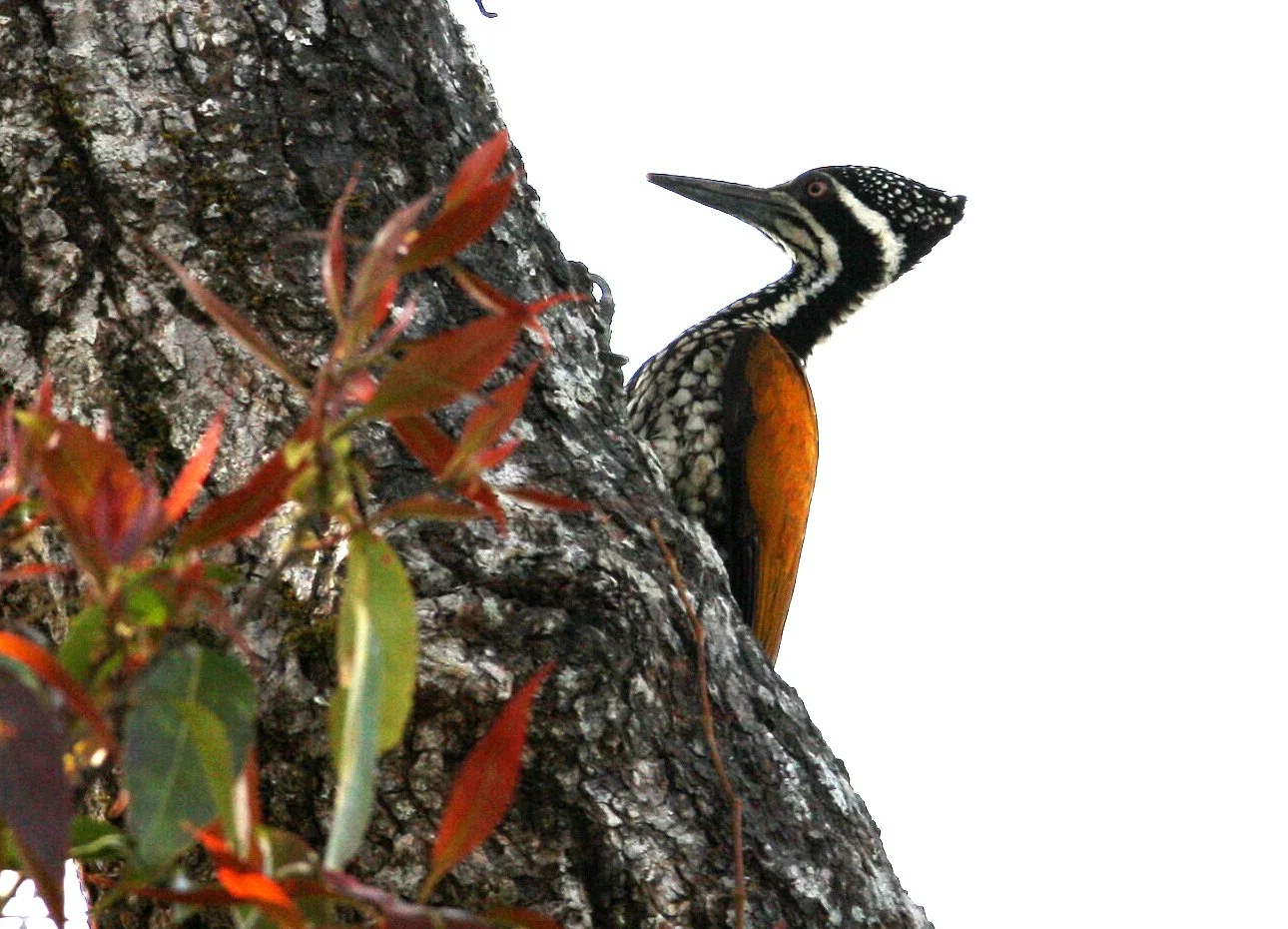 BIRD - WOODPECKER - GREATER FLAMEBACK - FEMALE - KAENG KRACHAN NP THAILAND (8).JPG
