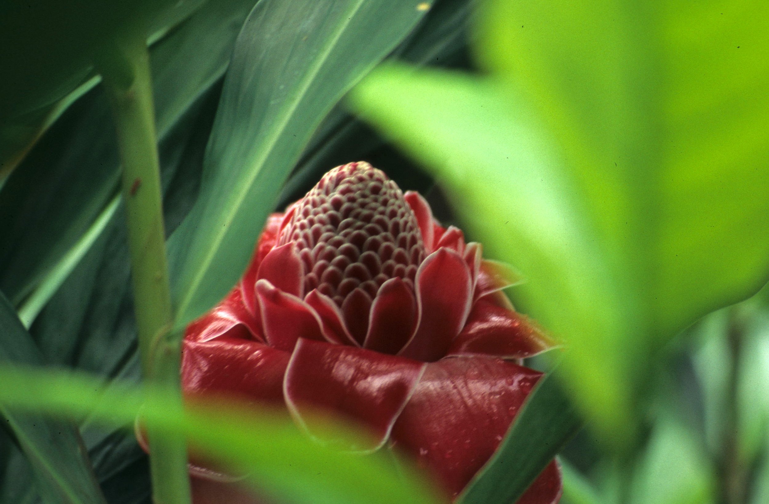 HAWAII - HAWAII - GINGER - TORCH GINGER - ETLINGER ELIATOR.jpg