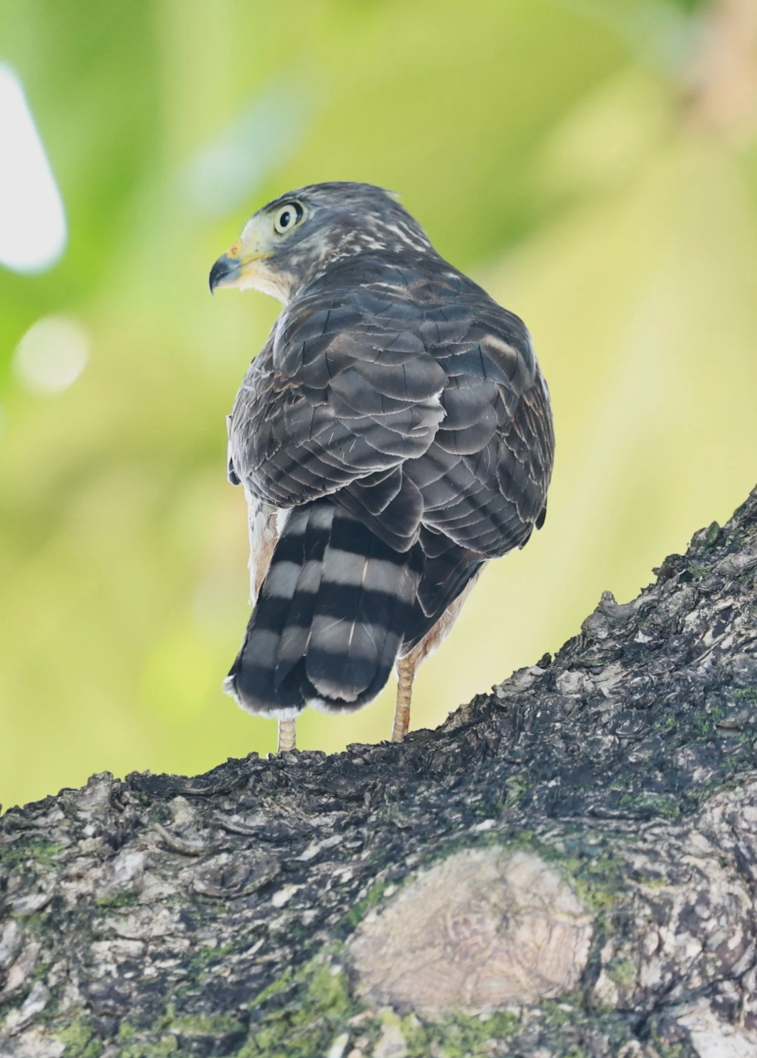 Hawk - Roadside Hawk - Rupornis magnirostris - Illeus, Bahia Brazil, Una Township Area (4).JPG