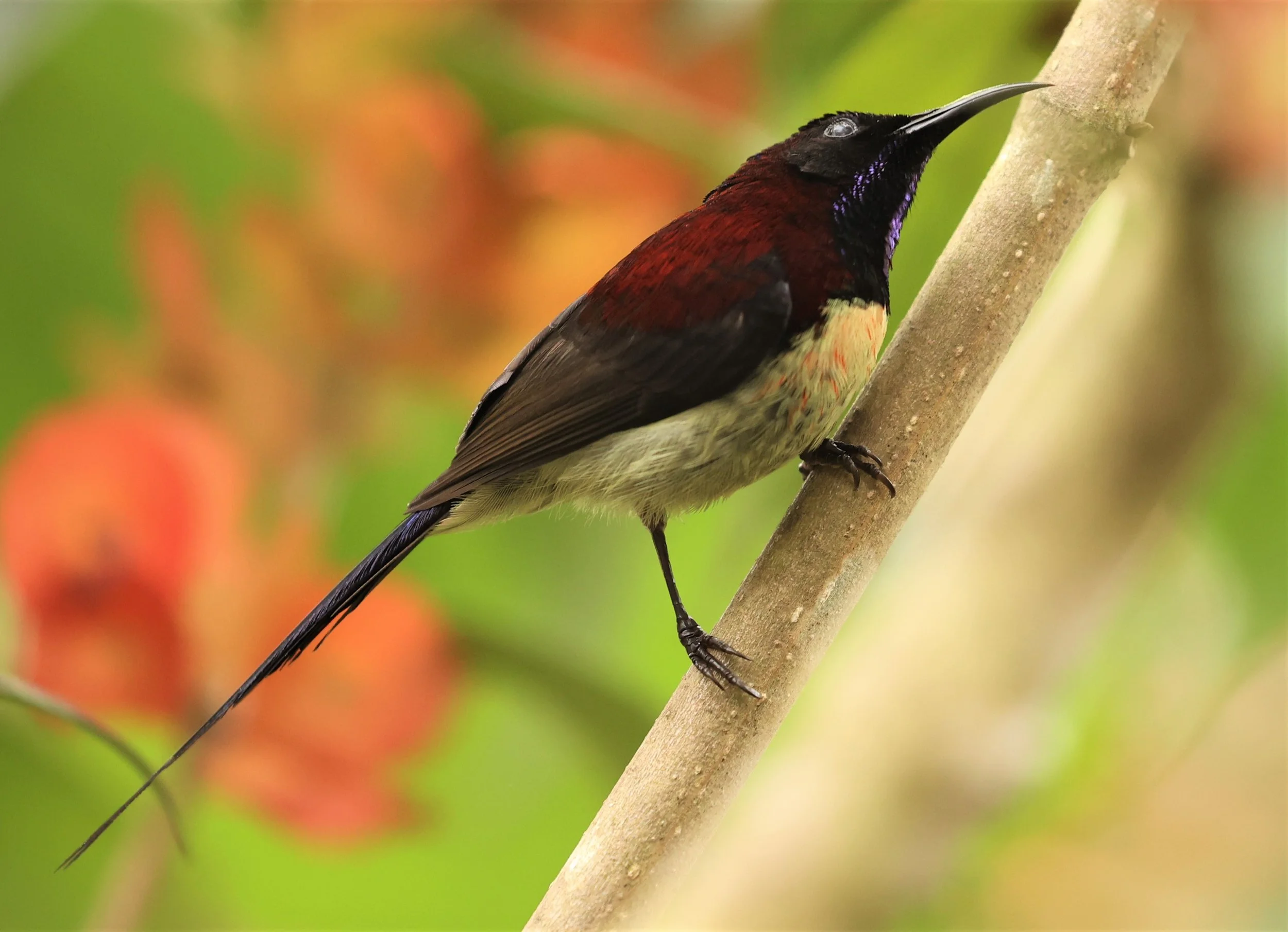 SUNBIRD - BLACK-THROATED SUNBIRD - Aethopyga saturata - DOI INTHANON NP CHIANG MAI, DEC 2021 (21).jpg
