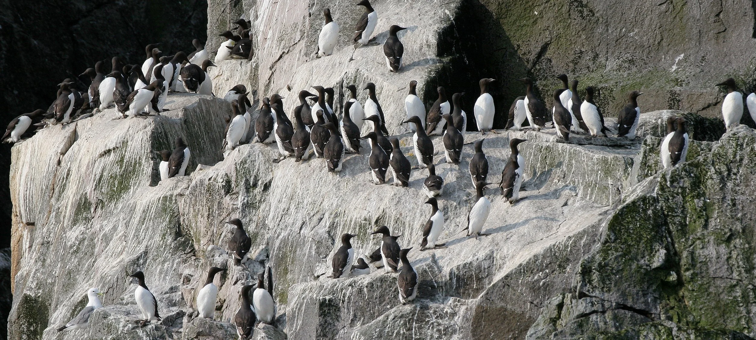 Uria lomvia eleonorae - THICK AND THIN-BILLED MURRES - COMMANDERS RUSSIA (42).jpg