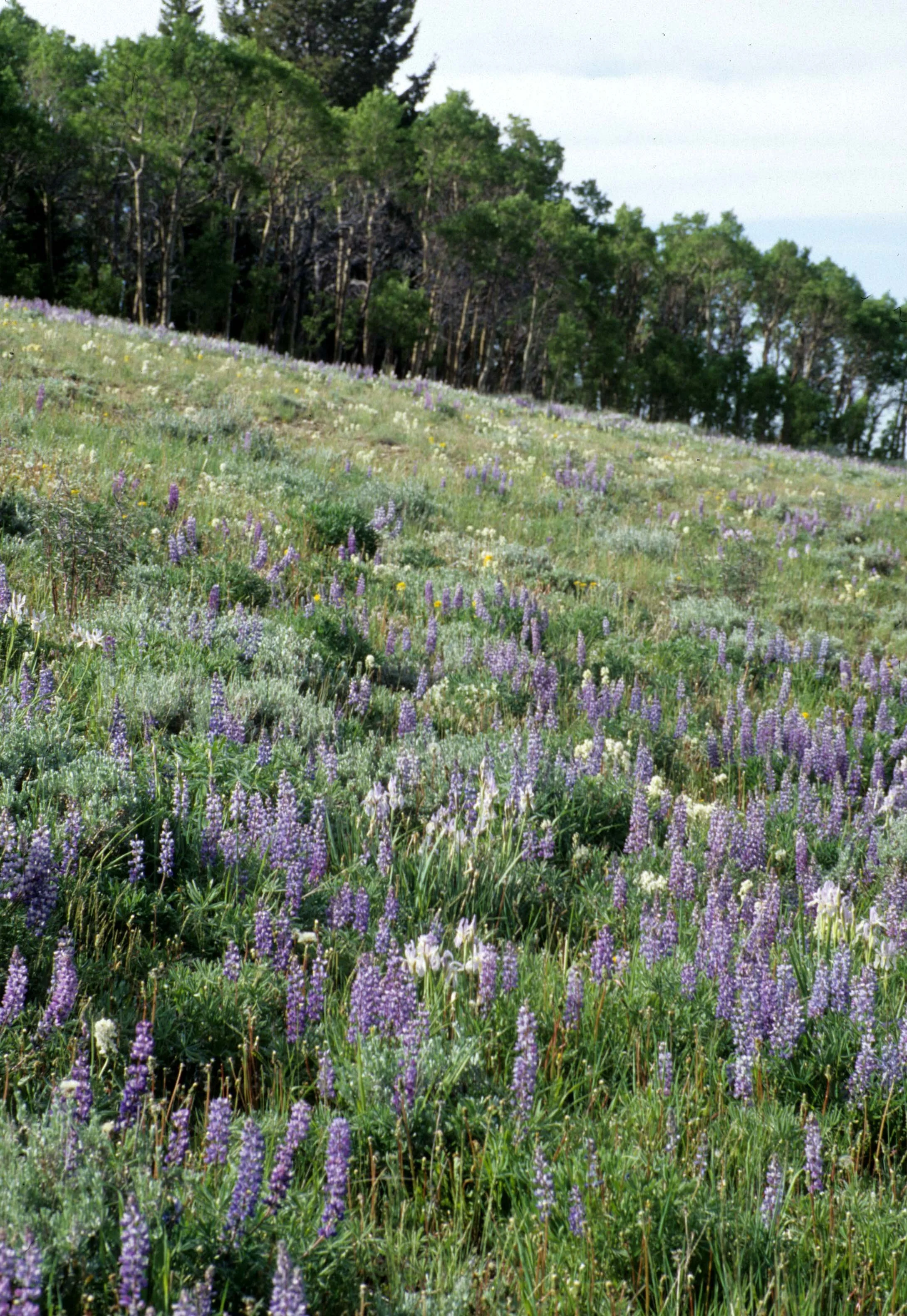 GREAT PLAINS - PLANT SPECIES G.jpg