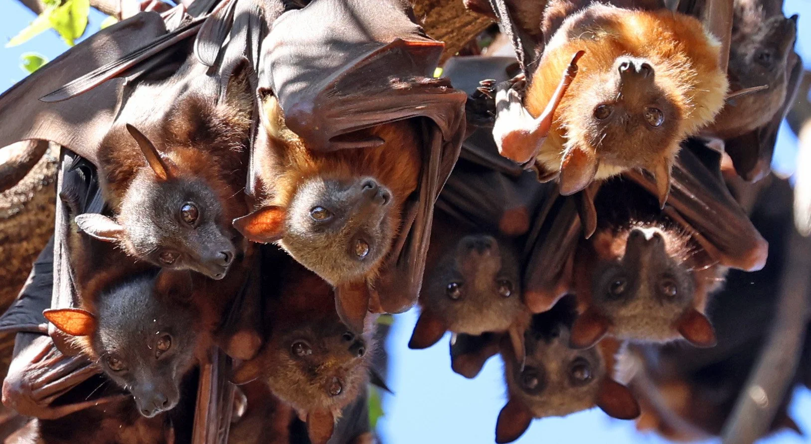 Flying Fox Native Australian Flying Fox Facts