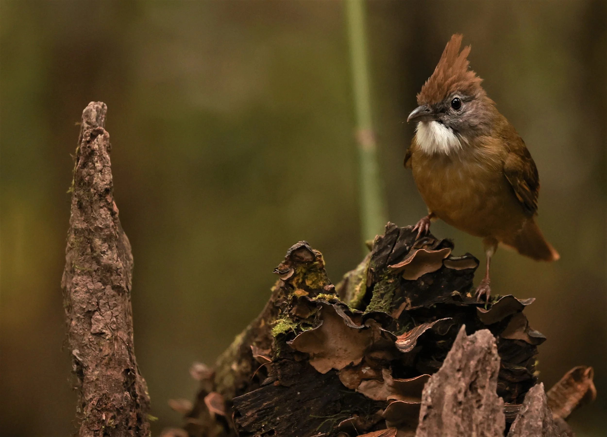 BULBUL - PUFF-THROATED BULBUL - Alophoixus pallidus - PHU KHIEO WILDLIFE SANCTUARY LOEI PROVINCE (18).jpg