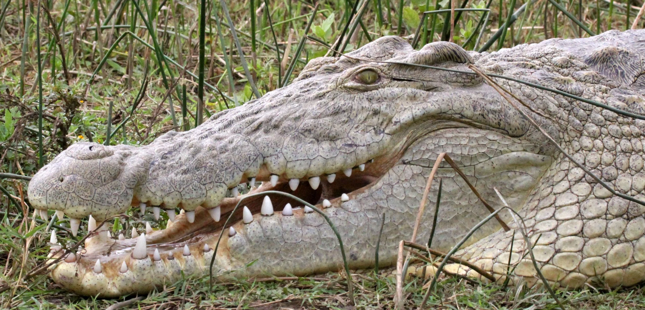 Crocodylus niloticus niloticus - ETHIOPIAN NILE CROCODILE - NECH SAR NATIONAL PARK ETHIOPIA (66).JPG
