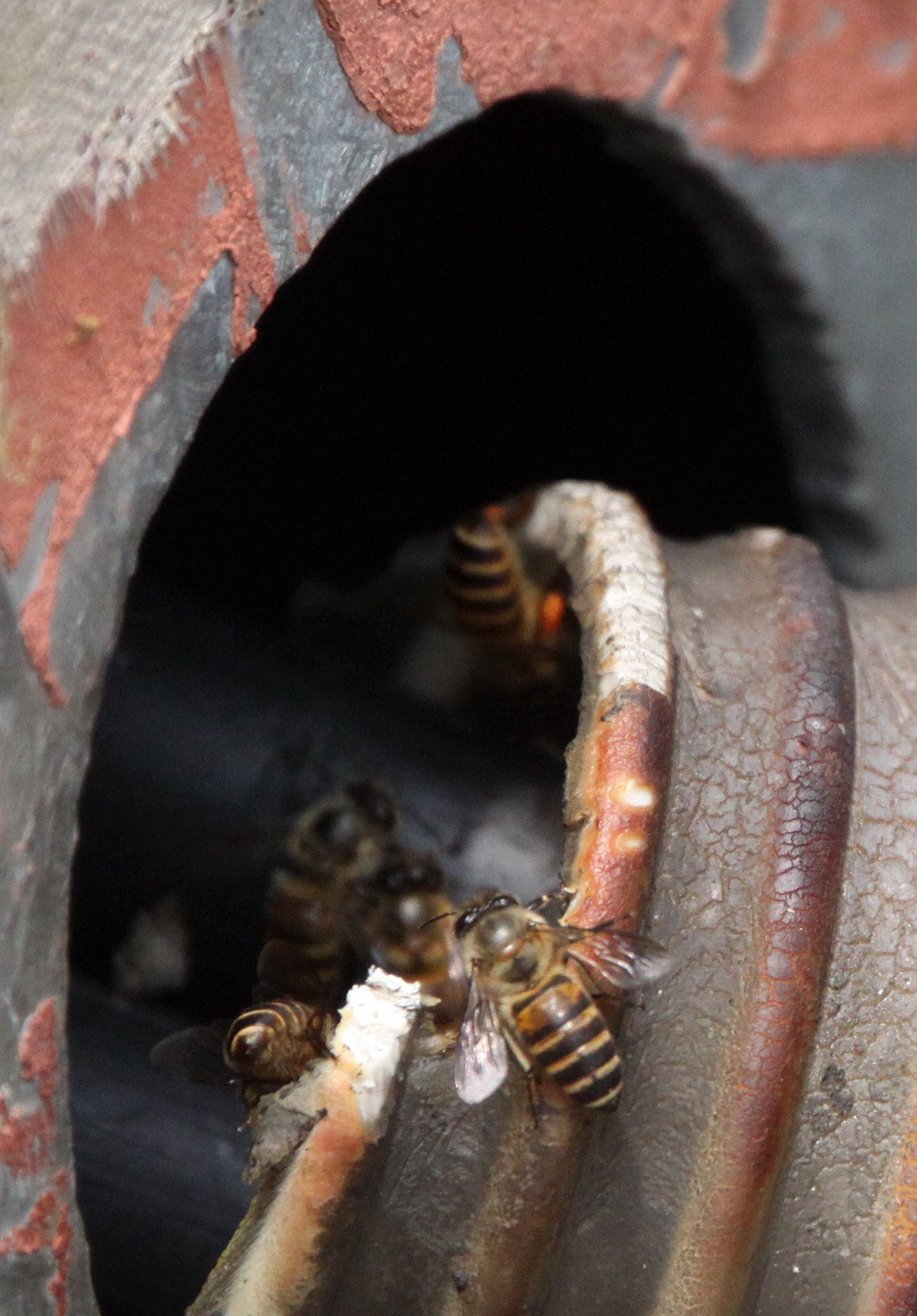 INVERT - HYMENOPTERA - MAI PO WETLANDS HONG KONG (2).JPG