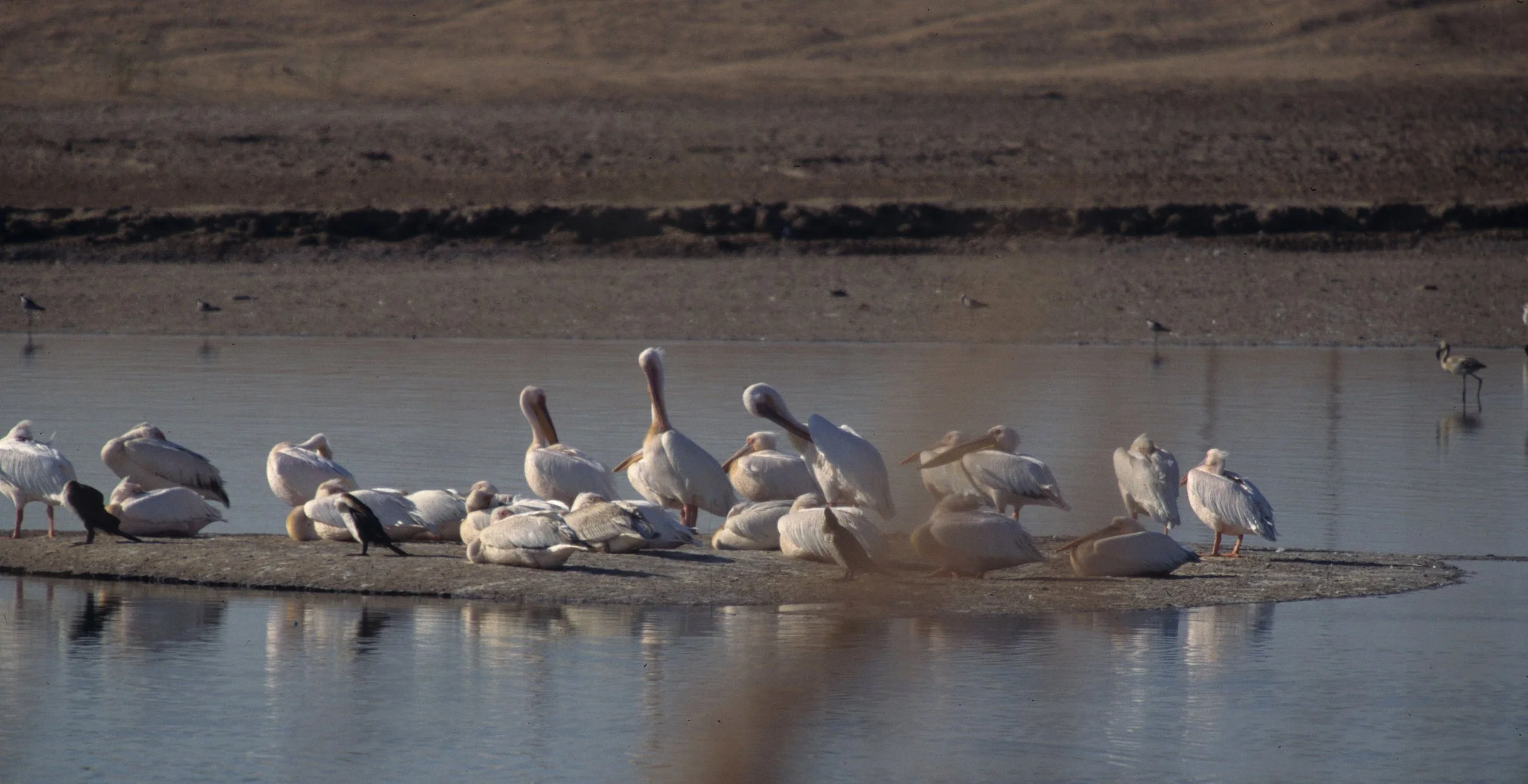 BIRDS - PELICAN - WHITE - NAMIBIA 9.jpg