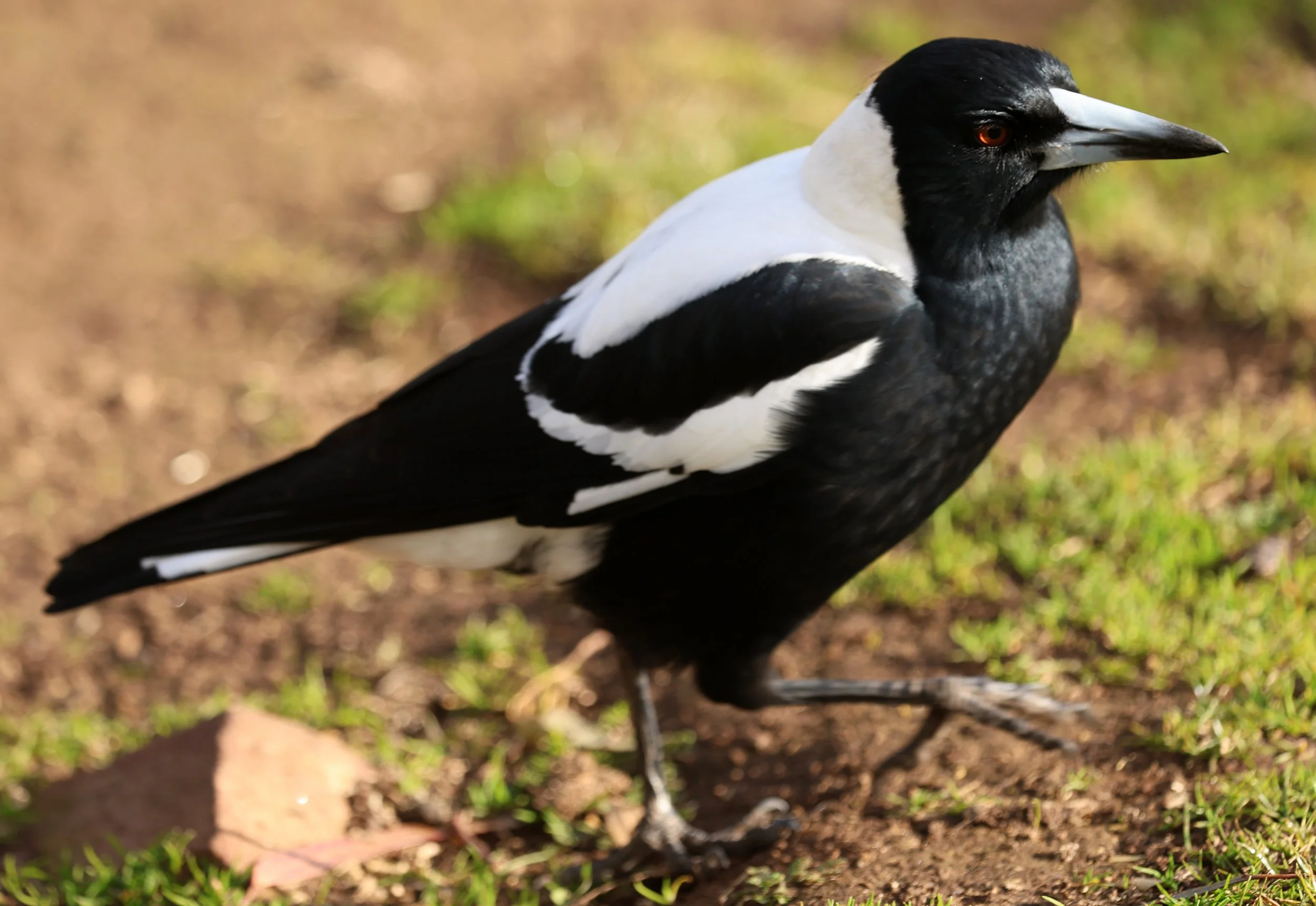 Australian magpie (Gymnorhina tibicen) Bonorong Wildlife Sanctuary - Tasmania (21).jpg