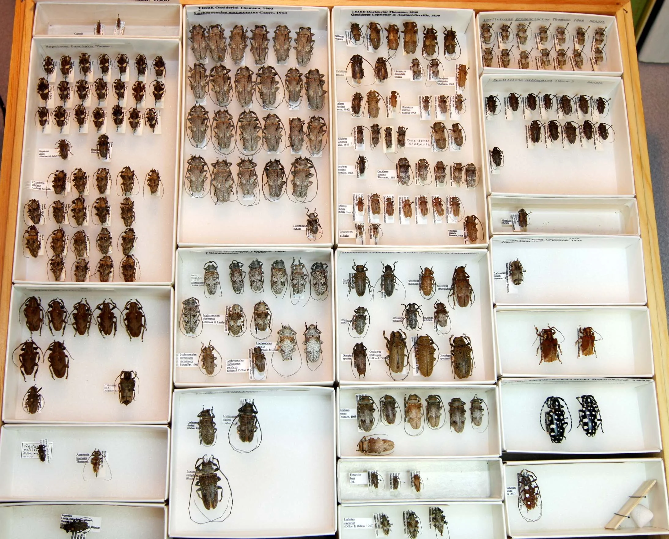 27 Lamiinae - Onciderini.JPG