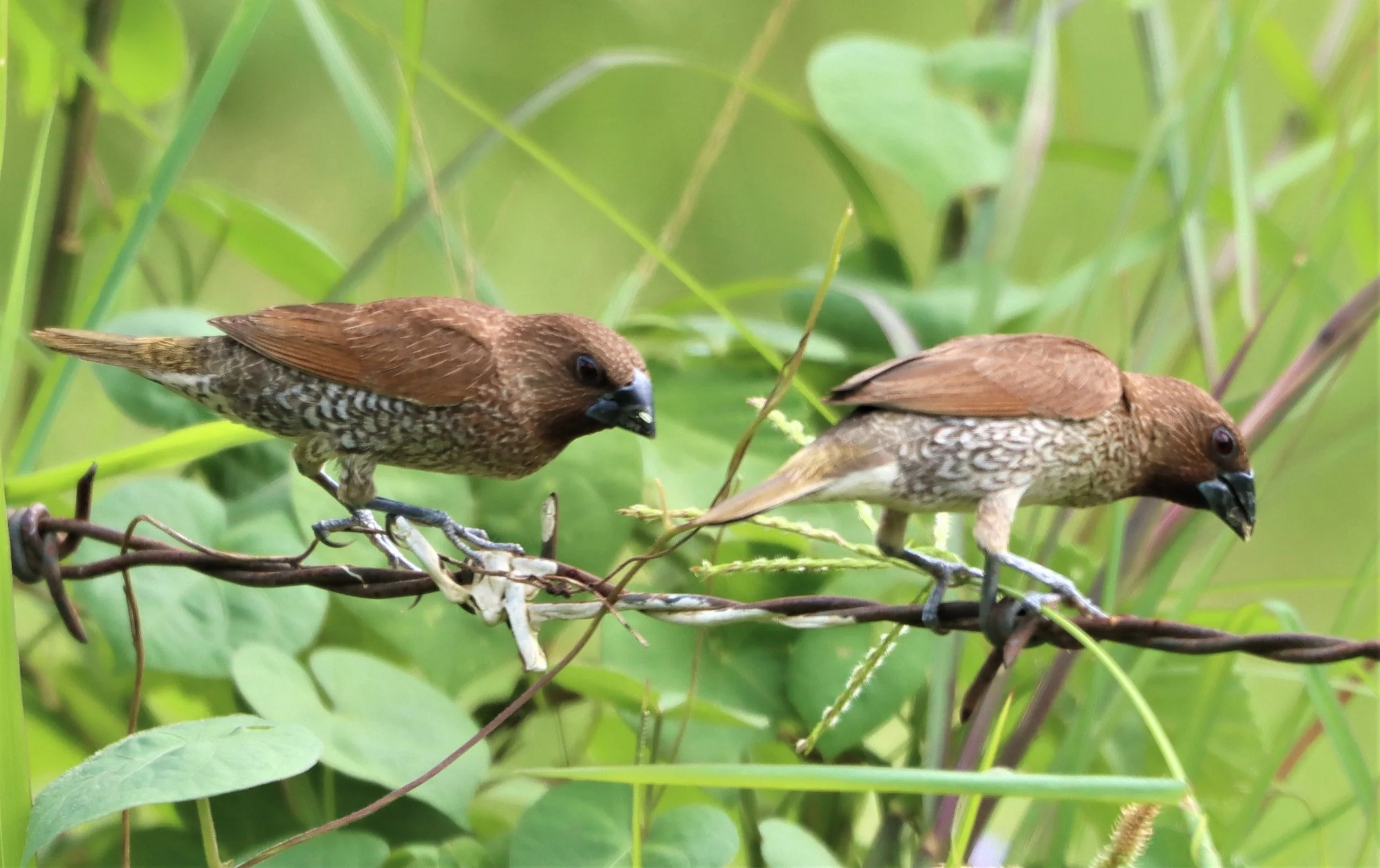 MUNIA - SCALY BREASTED MUNIA - Lonchura punctulata - KHON KAEN SEWAGE TREATMENT PLANT KHON KAEN UNIVERSITY  (2).jpg