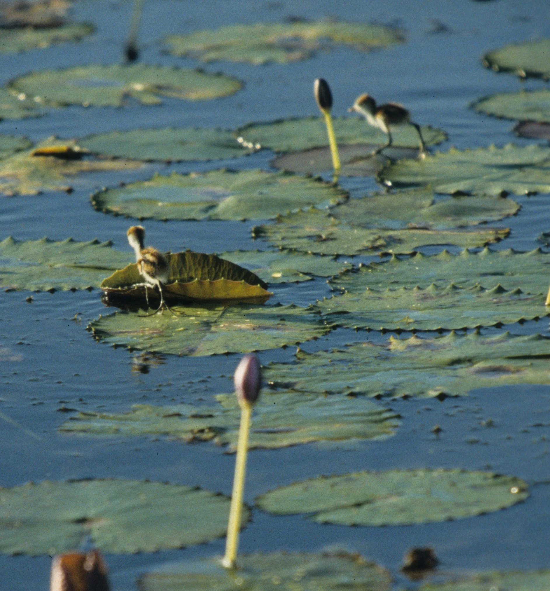 BIRD - JACANA - COMB-CRESTED CHICKS - KAKADU.jpg