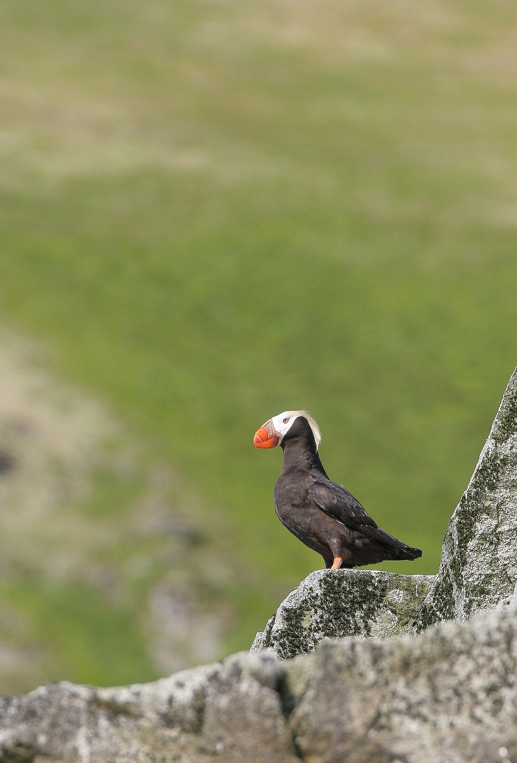 Fratercula cirrhata - TUFTED PUFFIN - COMMANDER ISLANDS aa (4).jpg
