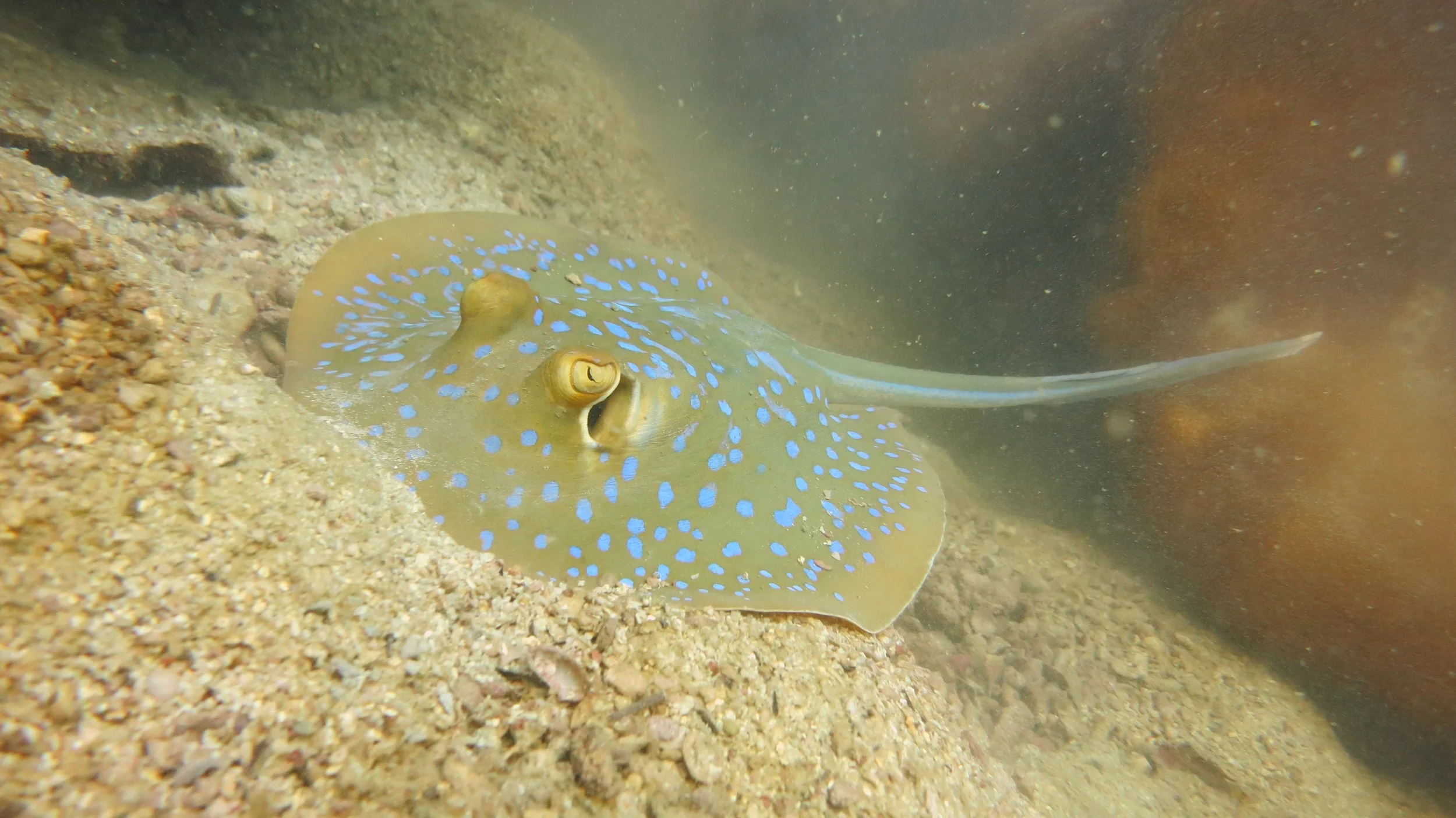 2016 BPS Satthahip Dive Trip with Marine Conservation Club (78).JPG