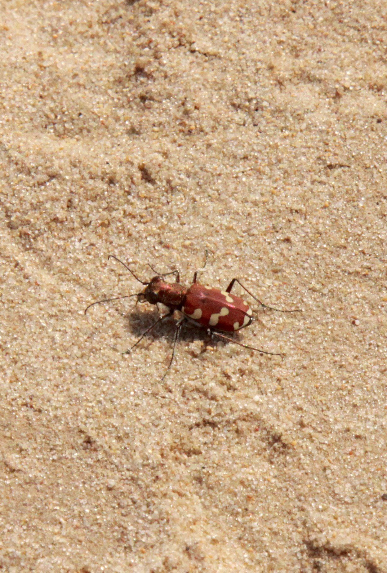Ciccindelidae - Species - Kulun Qi, Inner Mongolia, China