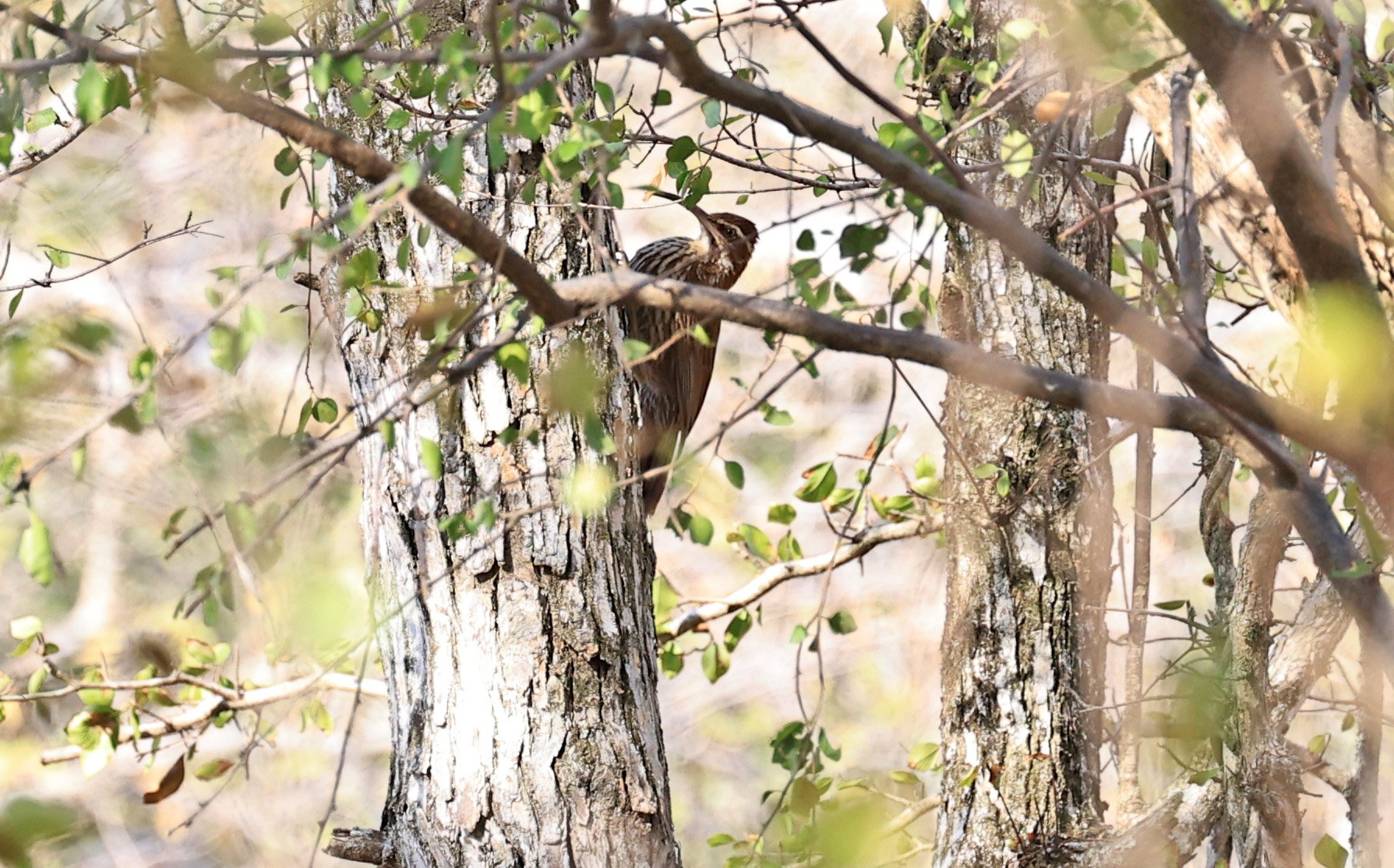 Scimitar-billed Woodcreeper (Drymornis bridgesii) Aurora Chaquena Reserve, Neuland Mennonite Colony Paraguay (1).jpg