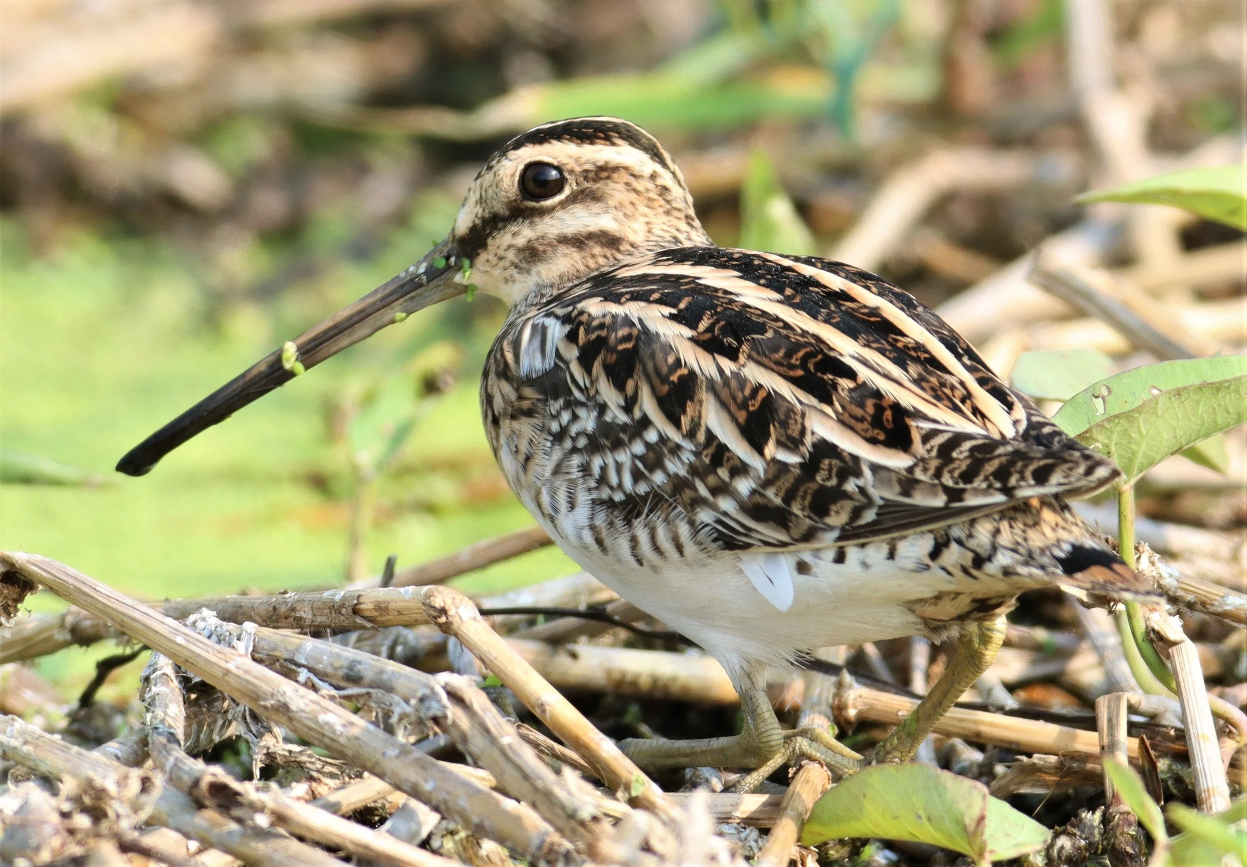 SNIPE - COMMON SNIPE - Gallinago gallinago - LAT KRABANG WETLANDS NEAR BKK (148).jpg