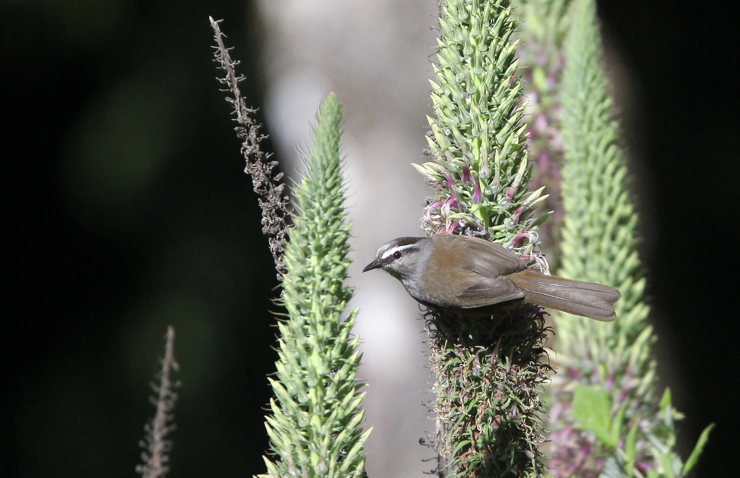 BIRD - LAUGHINGTHRUSH - KERALA LAUGHINGTHRUSH - PAMPADUM SHOLA NATIONAL PARK KERALA INDIA (18).JPG