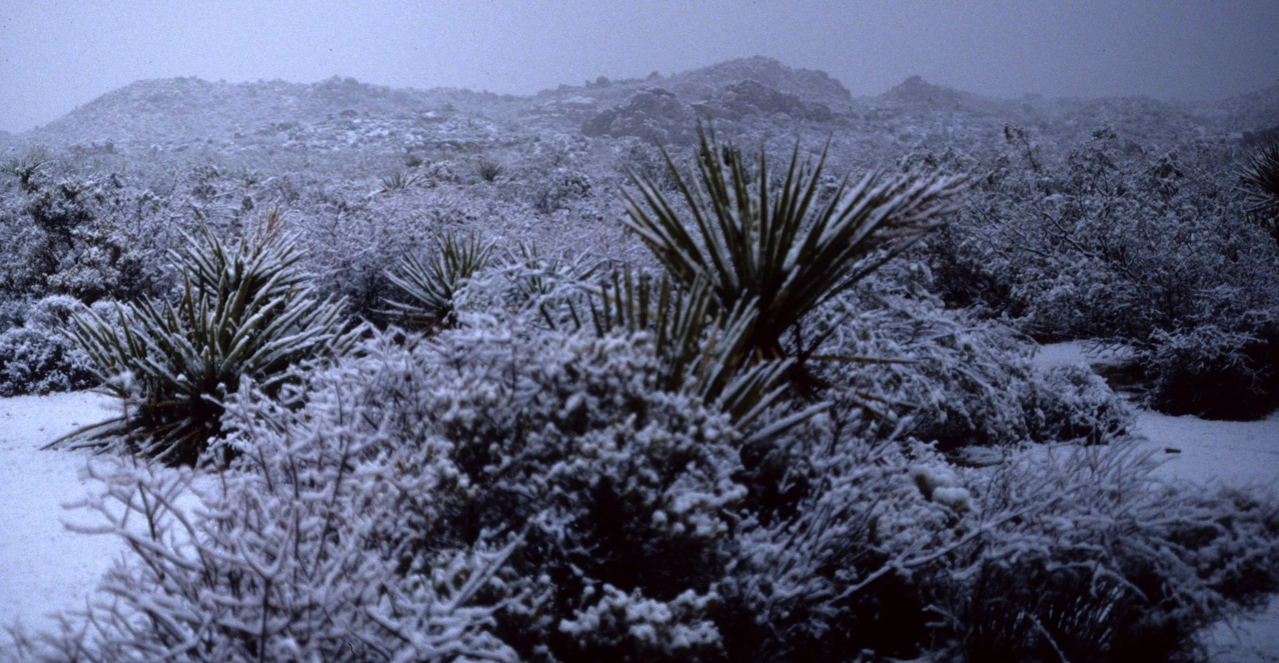 JOSHUA TREE IN SNOW.jpg
