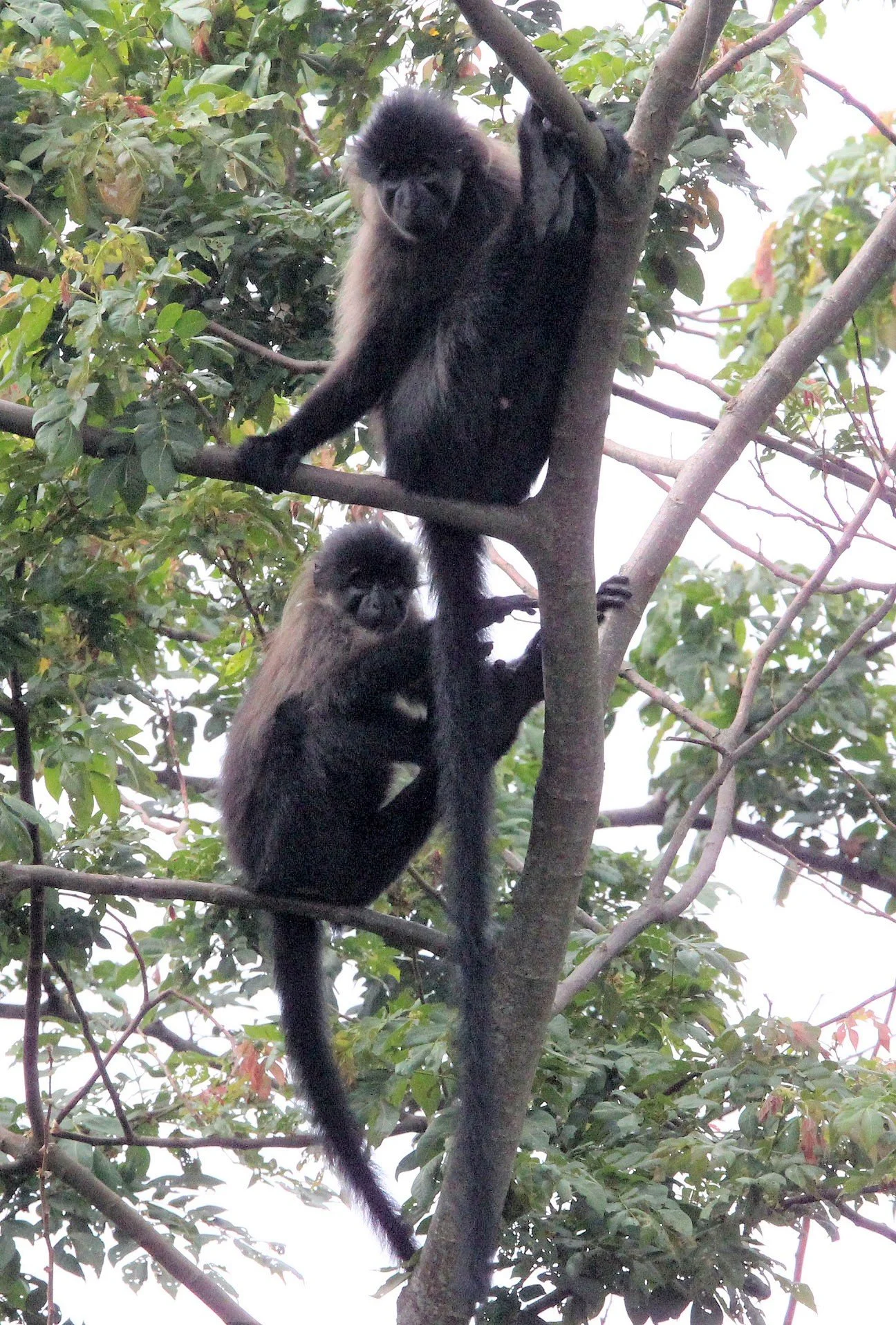 CERCOPITHECIDAE - Lophocebus ugandae - UGANDAN CRESTED MANGABEY - KIBALE NATIONAL PARK UGANDA (99).JPG